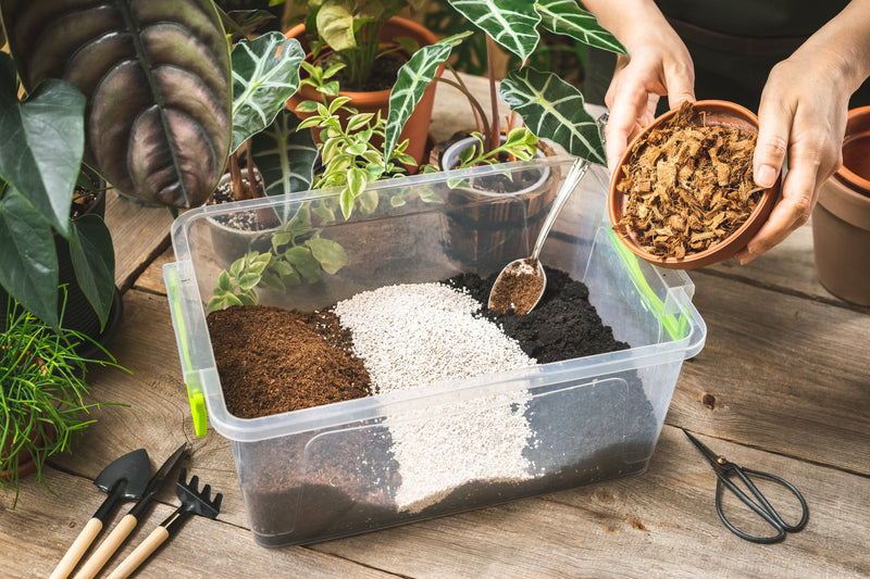 Guide simplifié: Rempotage de vos plantes d’intérieur