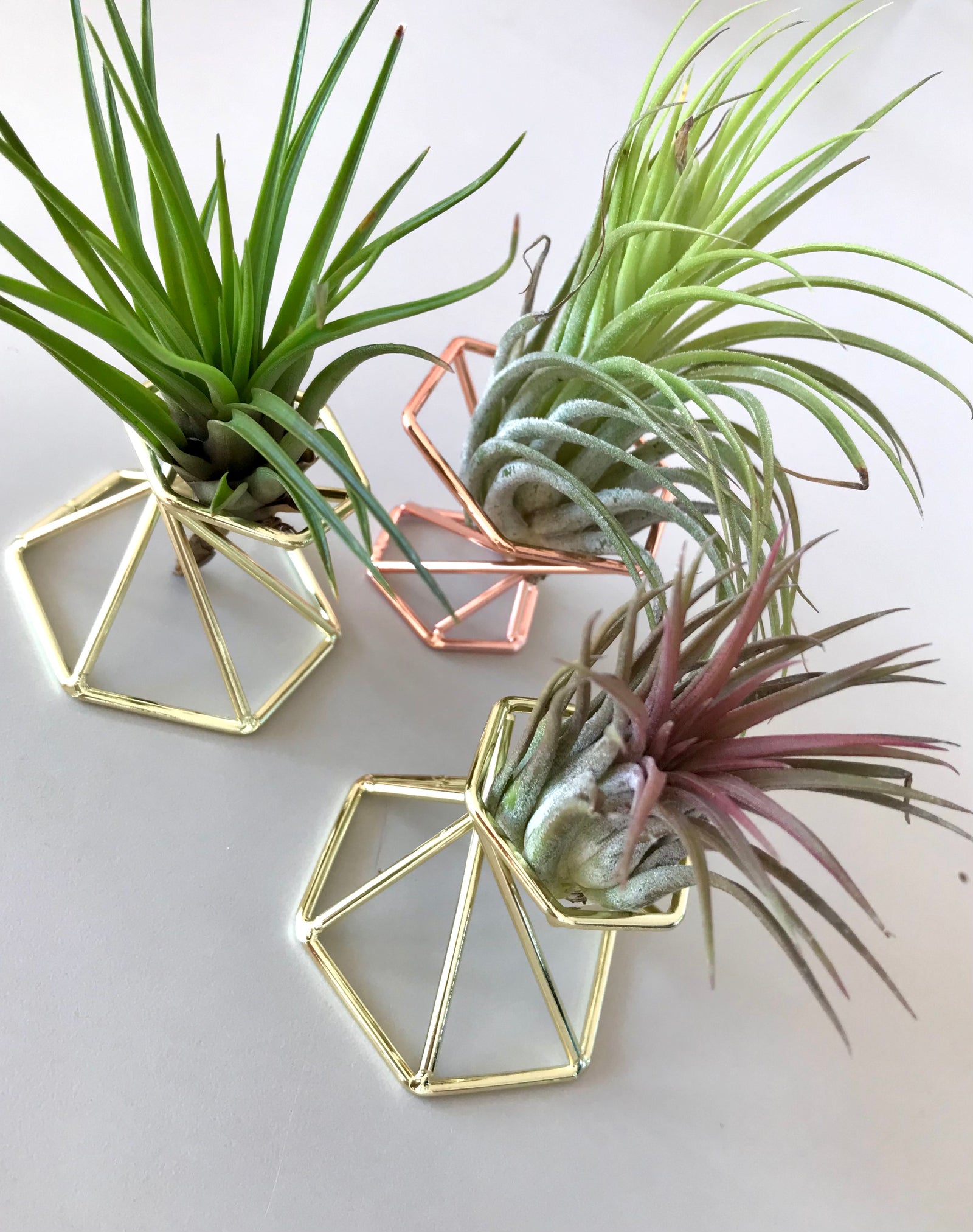 Tillandsias & Porte-Tillandsia