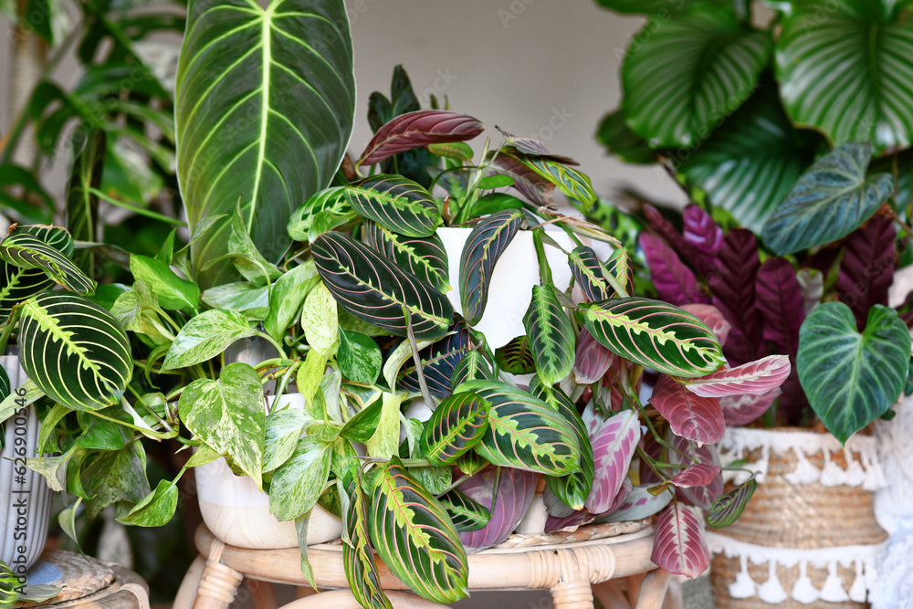 Nos plantes