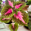 Coleus