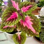 Coleus