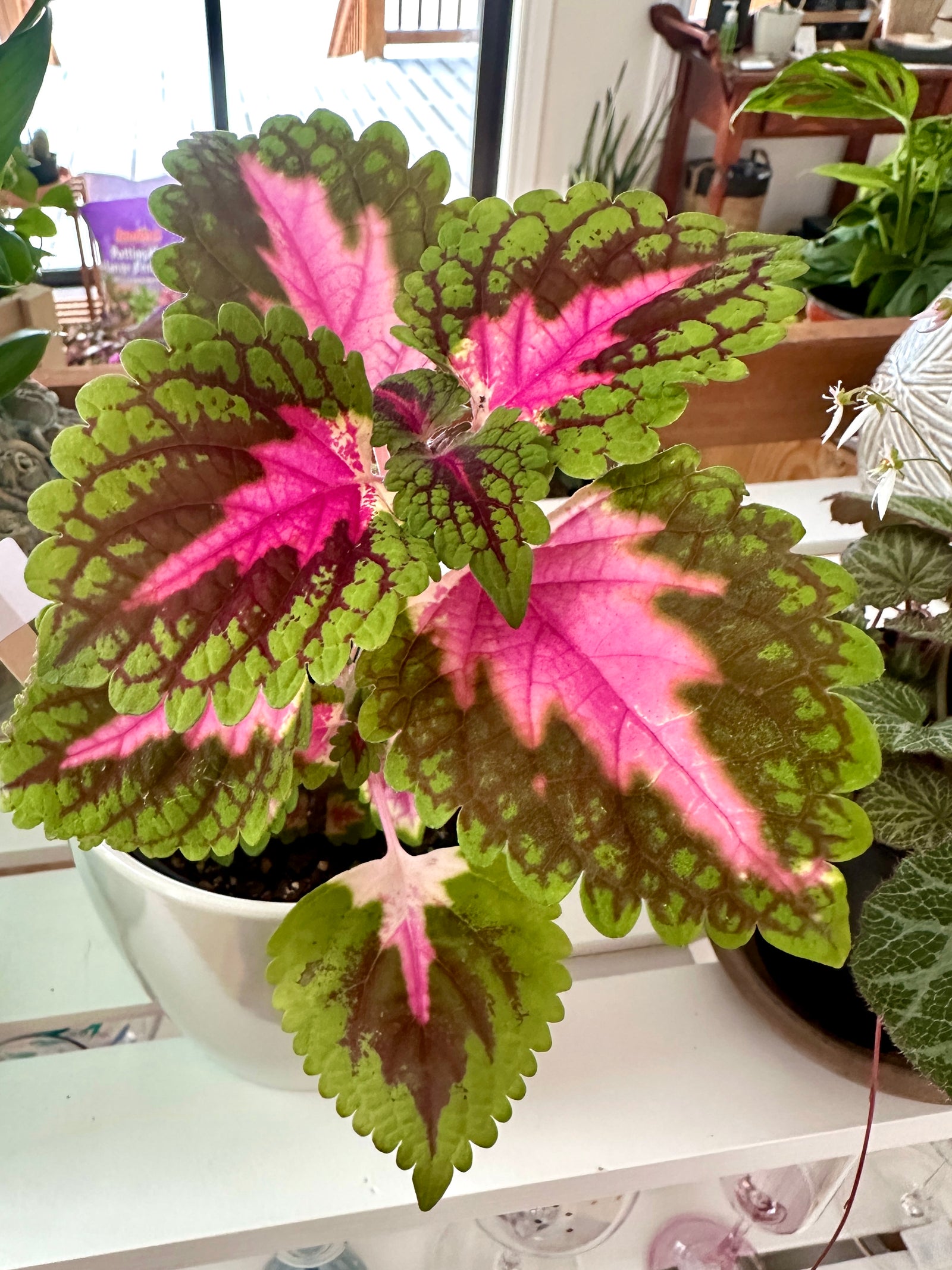 Coleus