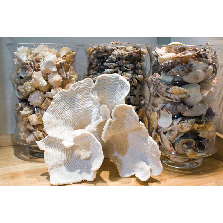 SEASHORE-40