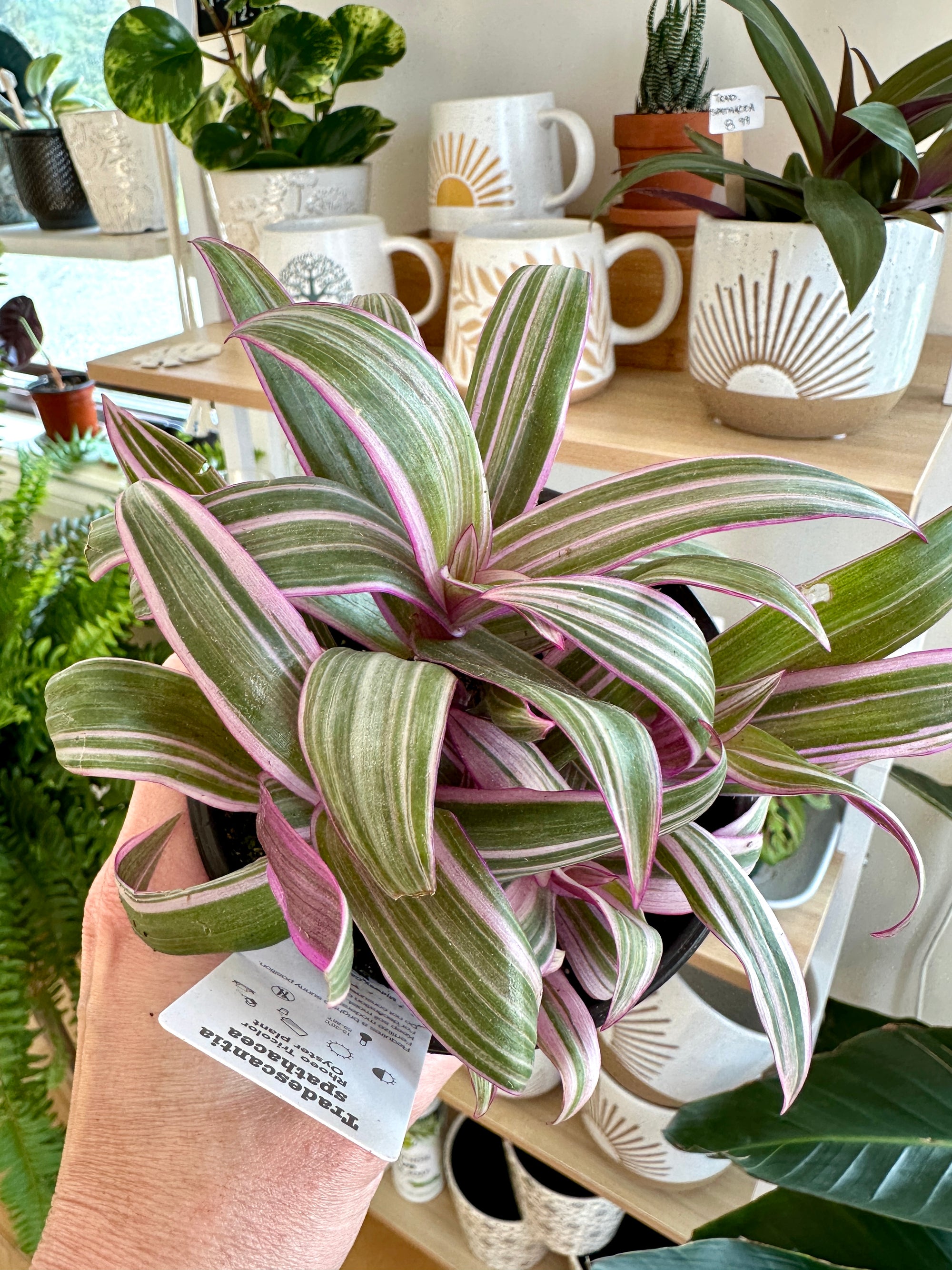 Tradescantia spathacea 'Tricolor'