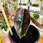 Alocasia 'Cuprea'
