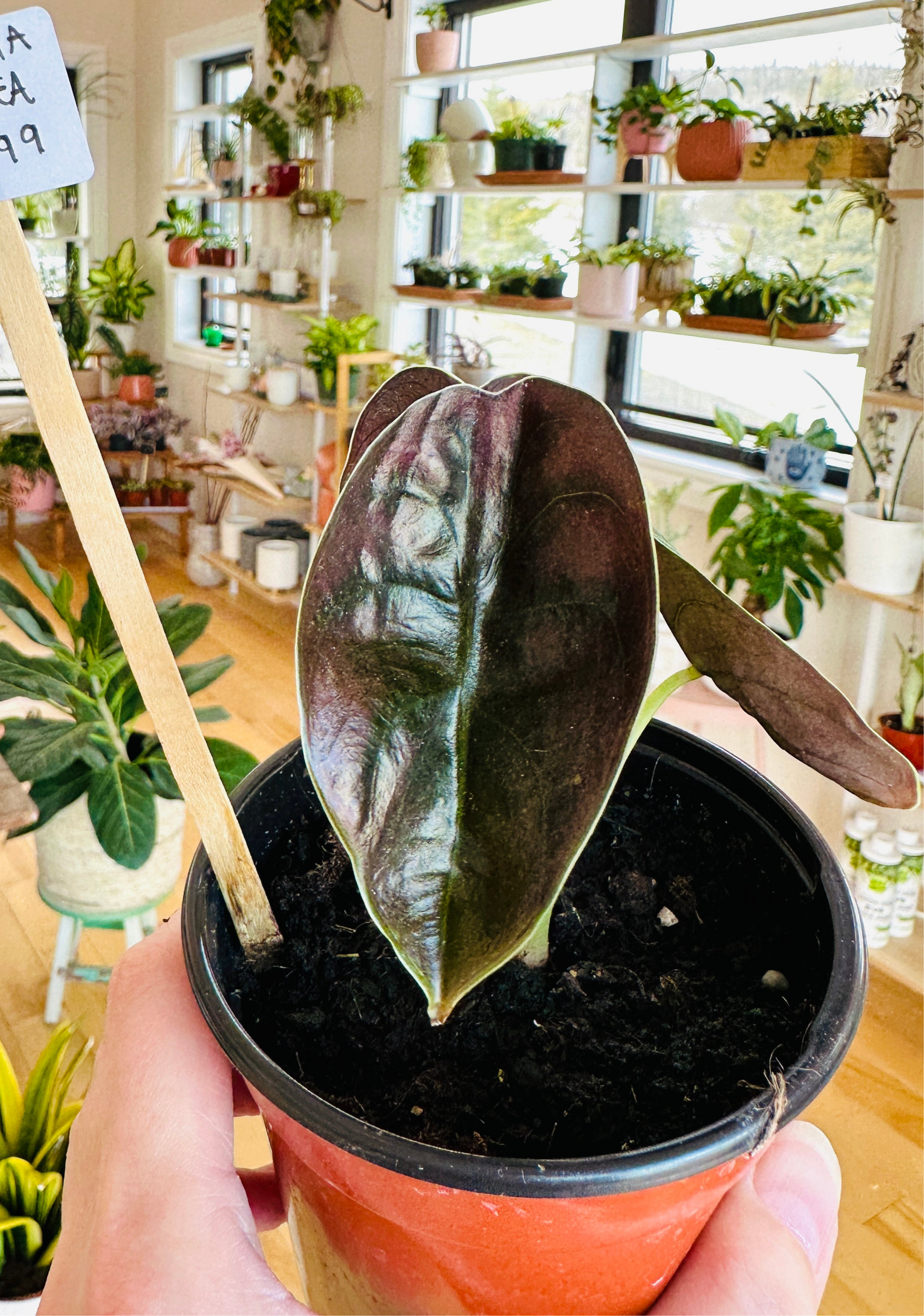 Alocasia 'Cuprea'