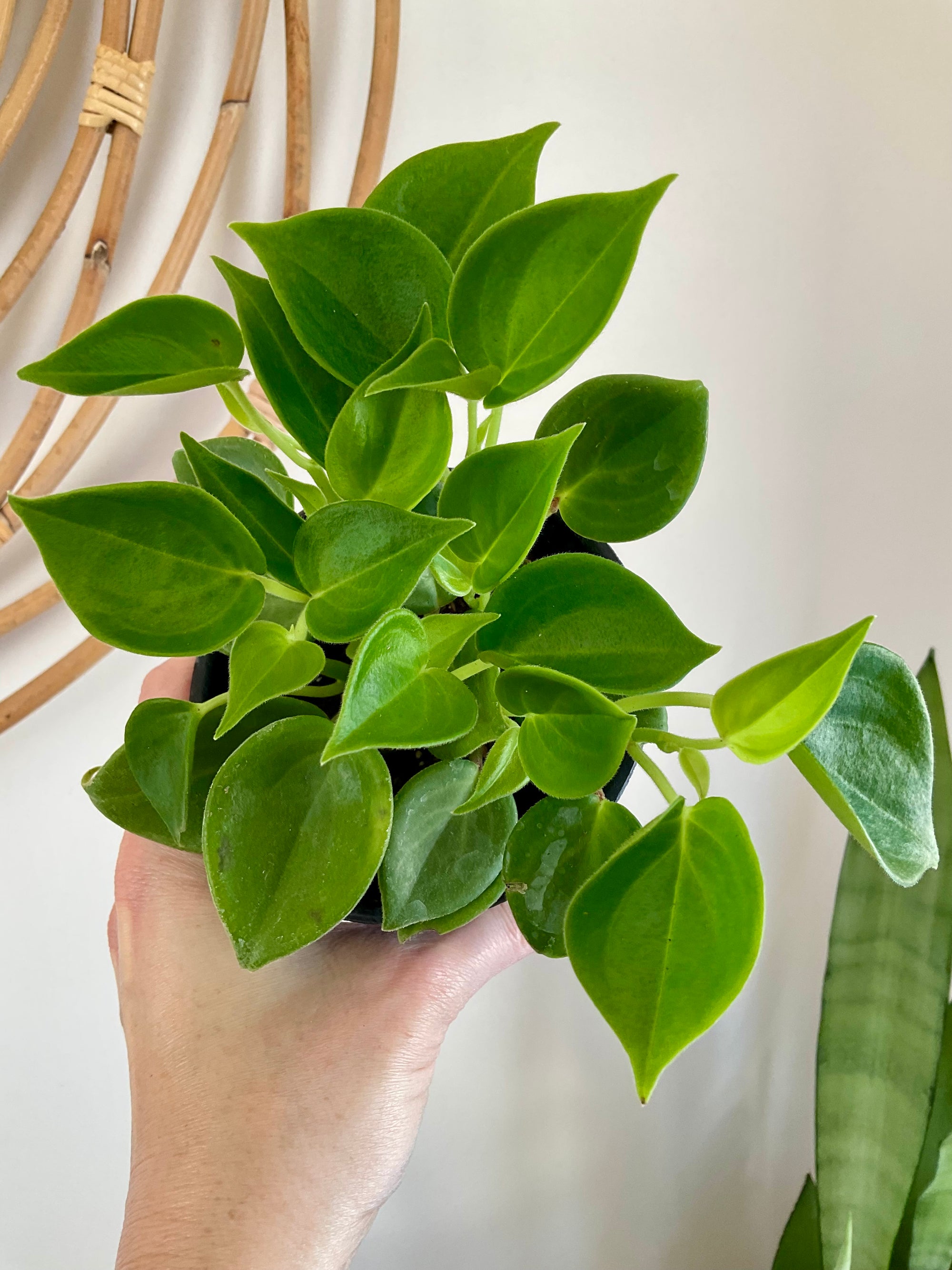 Peperomia scadens “Cupid” 4”