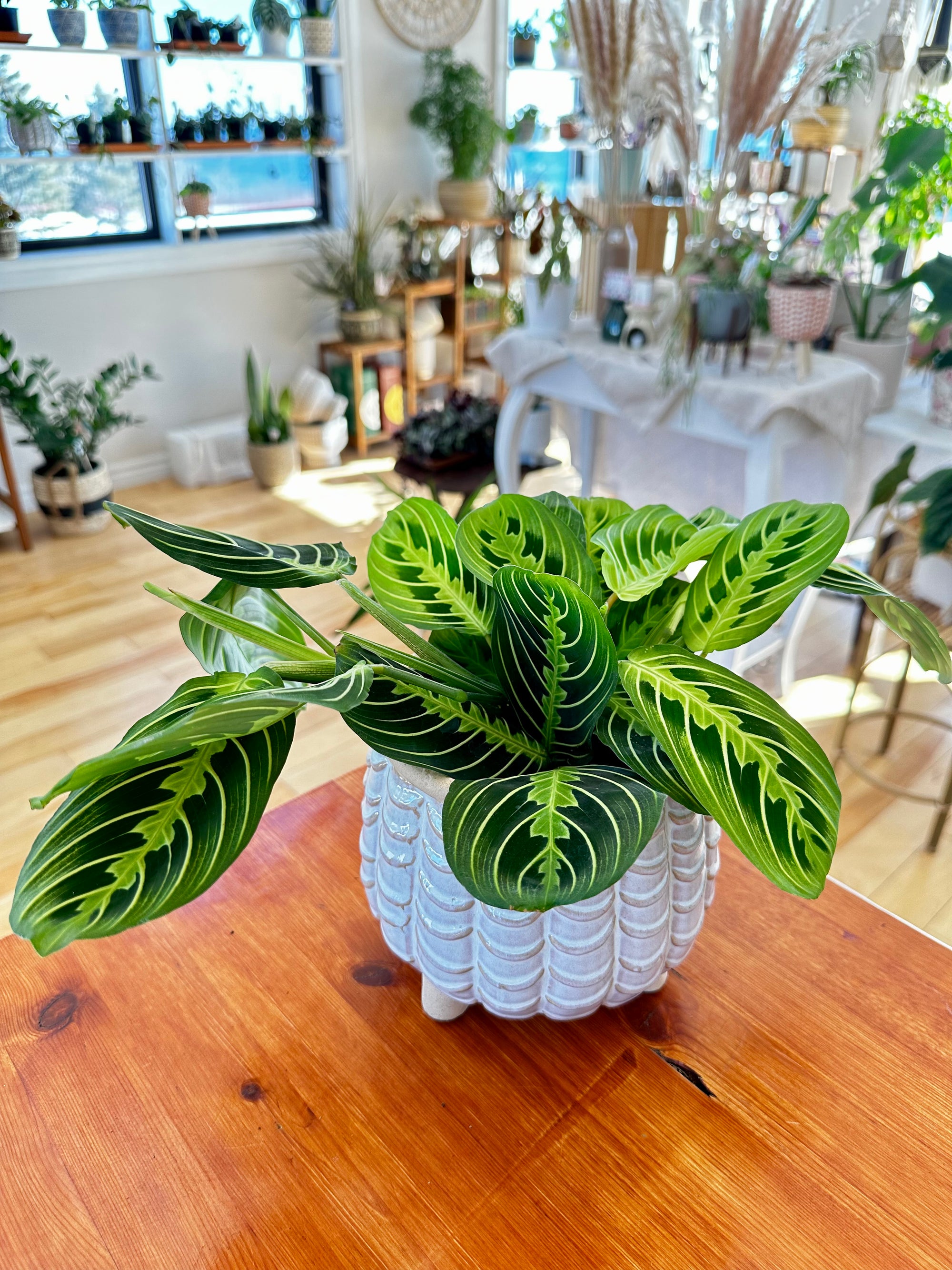 Maranta Leuconeure 'Lemon Lime'