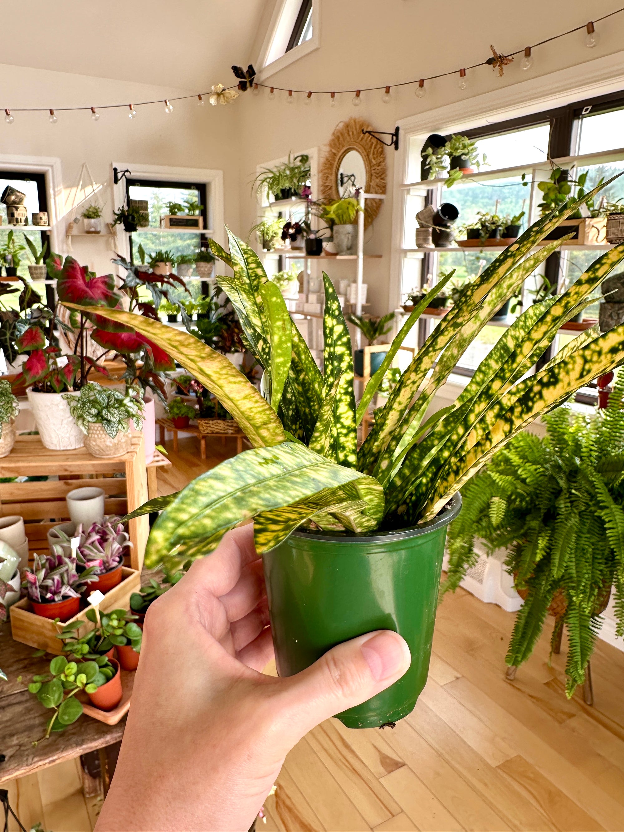 Croton 'Gold Star'