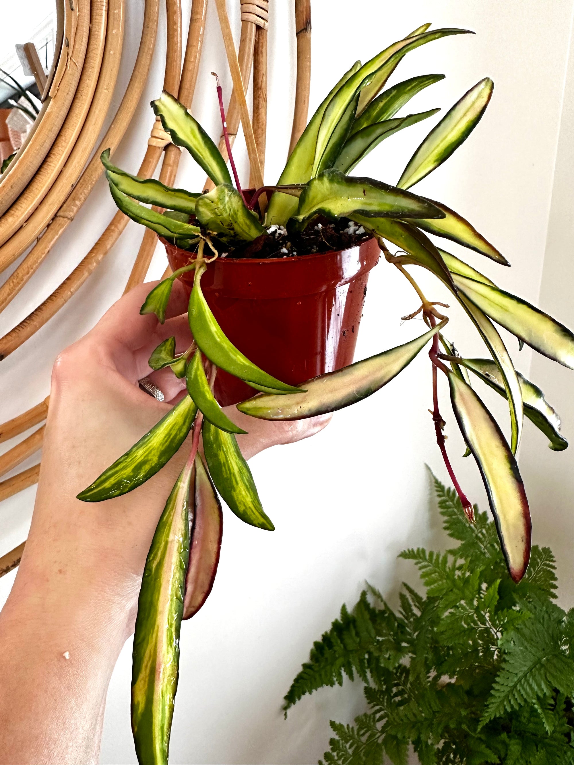 Hoya wayetii f. tricolore