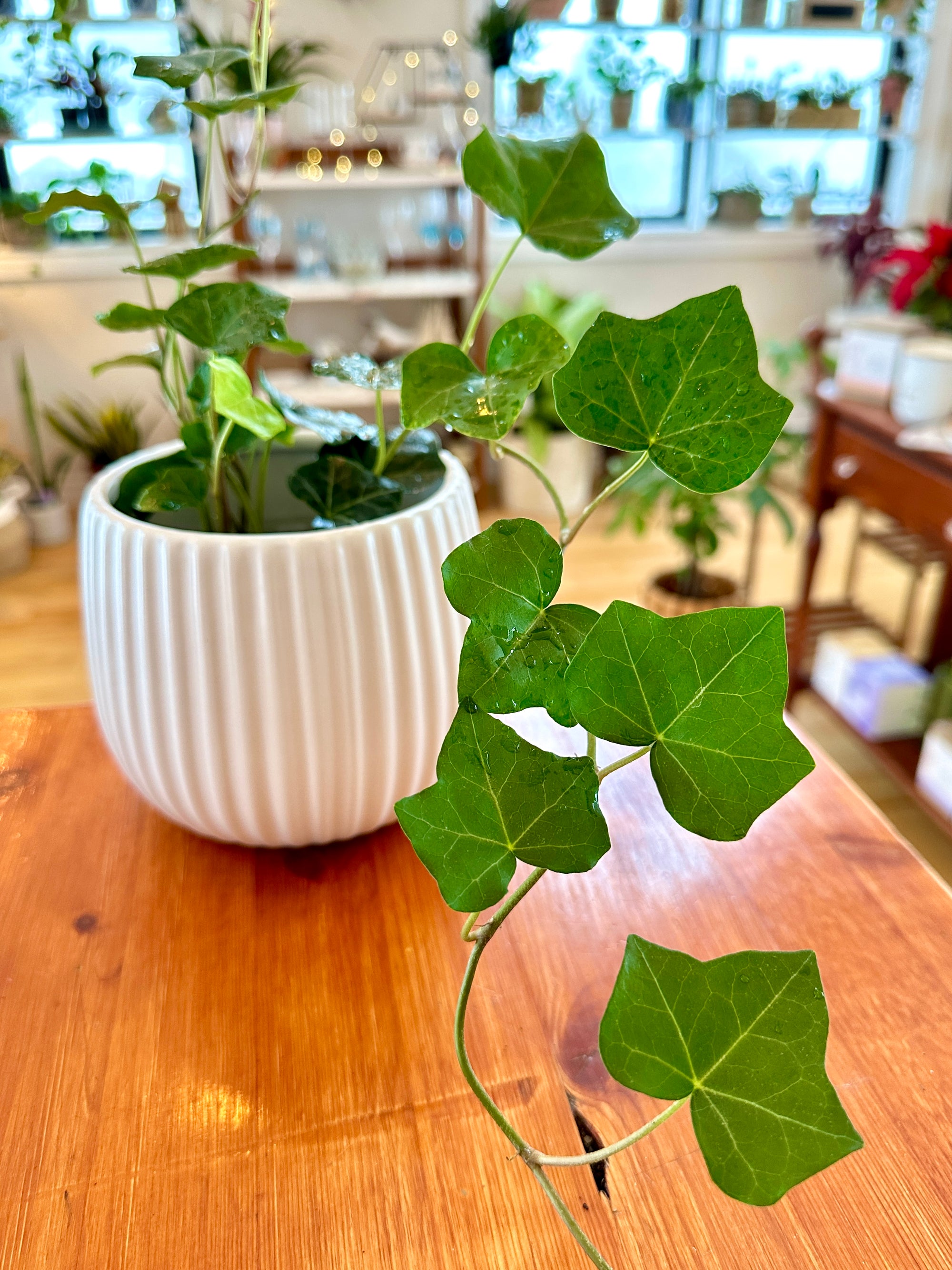 Hedera Helix (Ivy)
