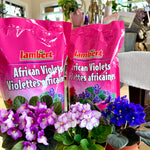 Violette Africaine Violet 4"
