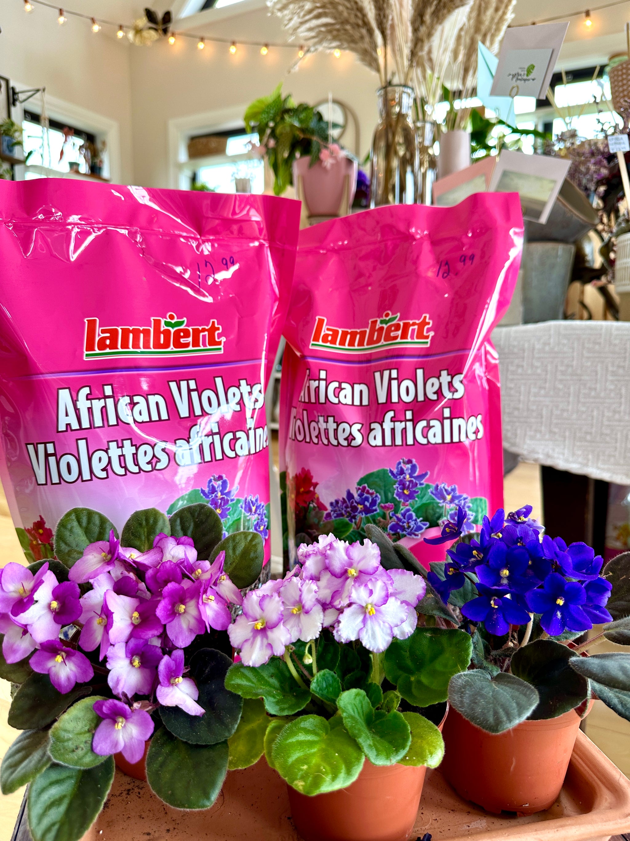 Violette Africaine Violet 4"