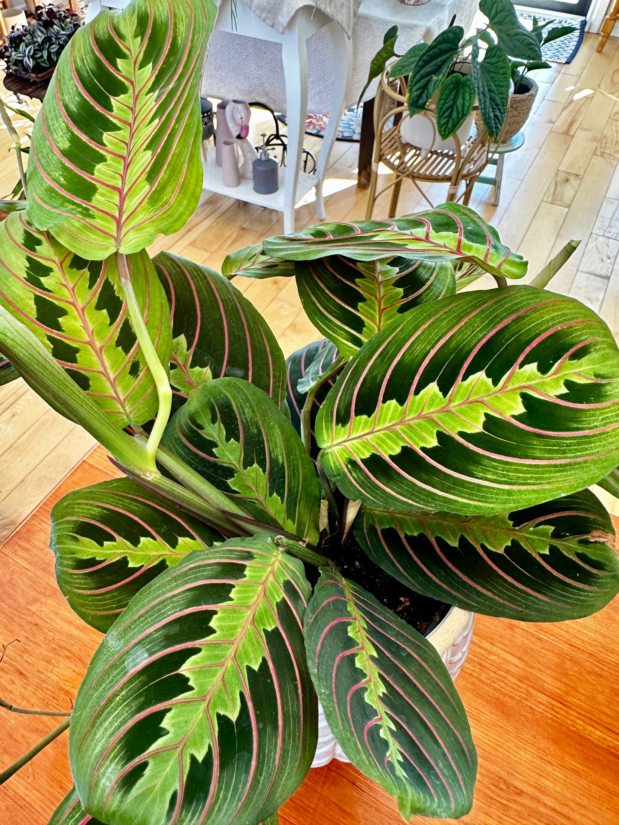 Maranta leuconeura var erythroneura 'red'