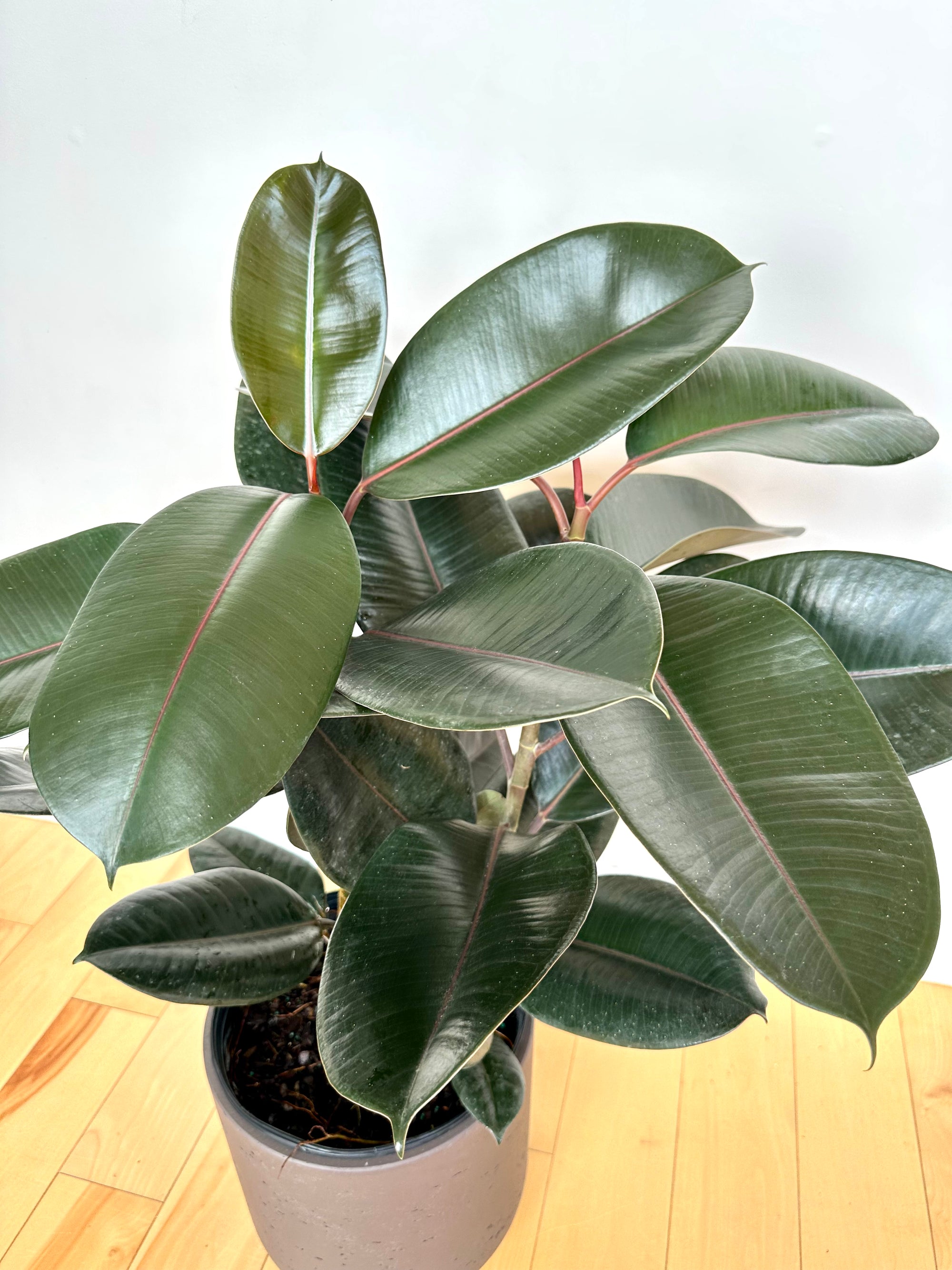 Ficus Elastica 'Burgundy'