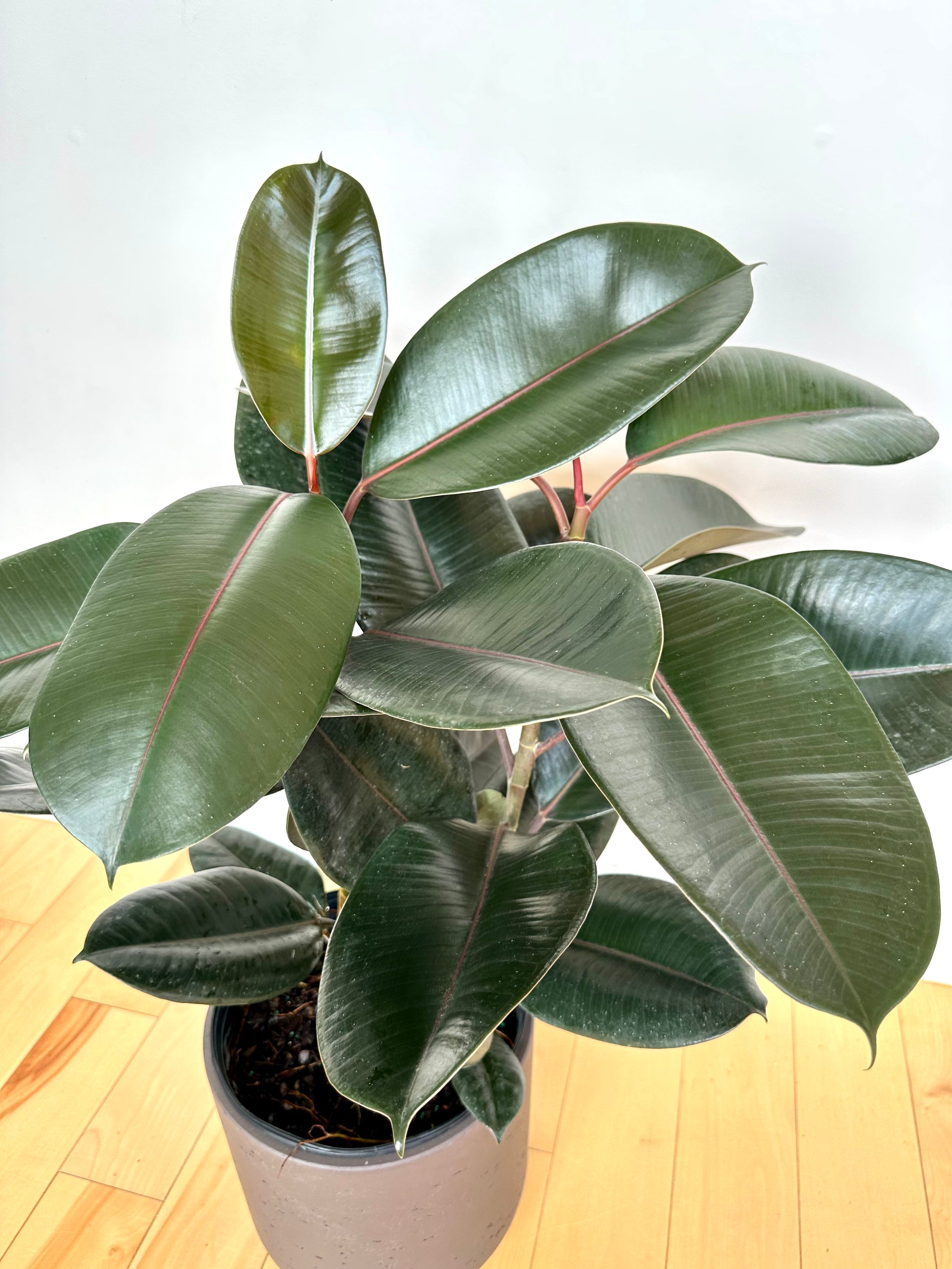 Ficus Elastica 'Burgundy'