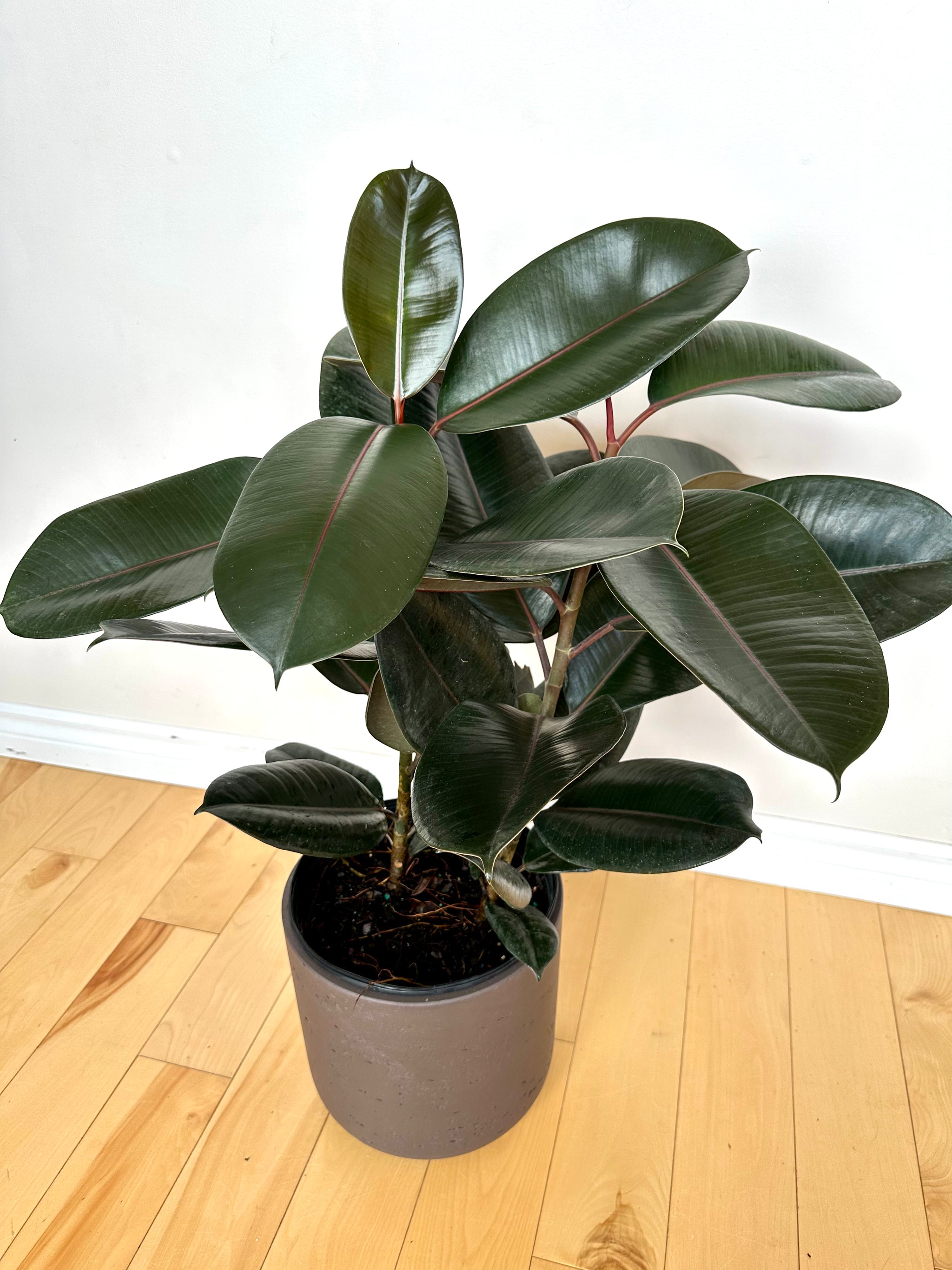 Ficus Elastica 'Burgundy'