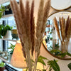 Herbe de la Pampa naturel