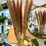 Herbe de la Pampa naturel
