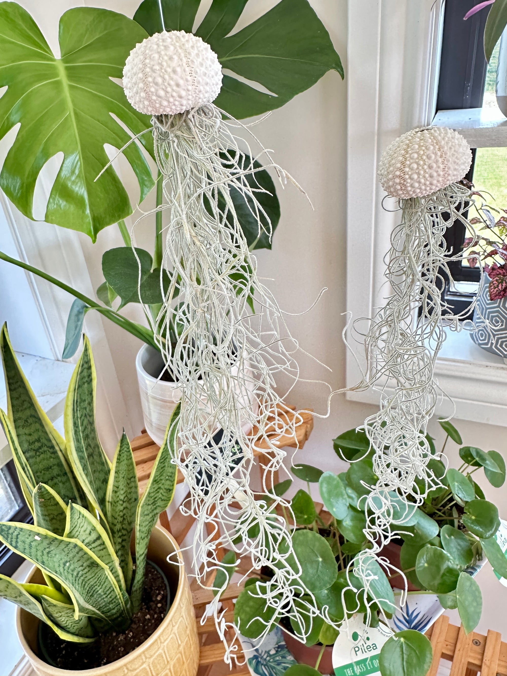 Méduse Tillandsia