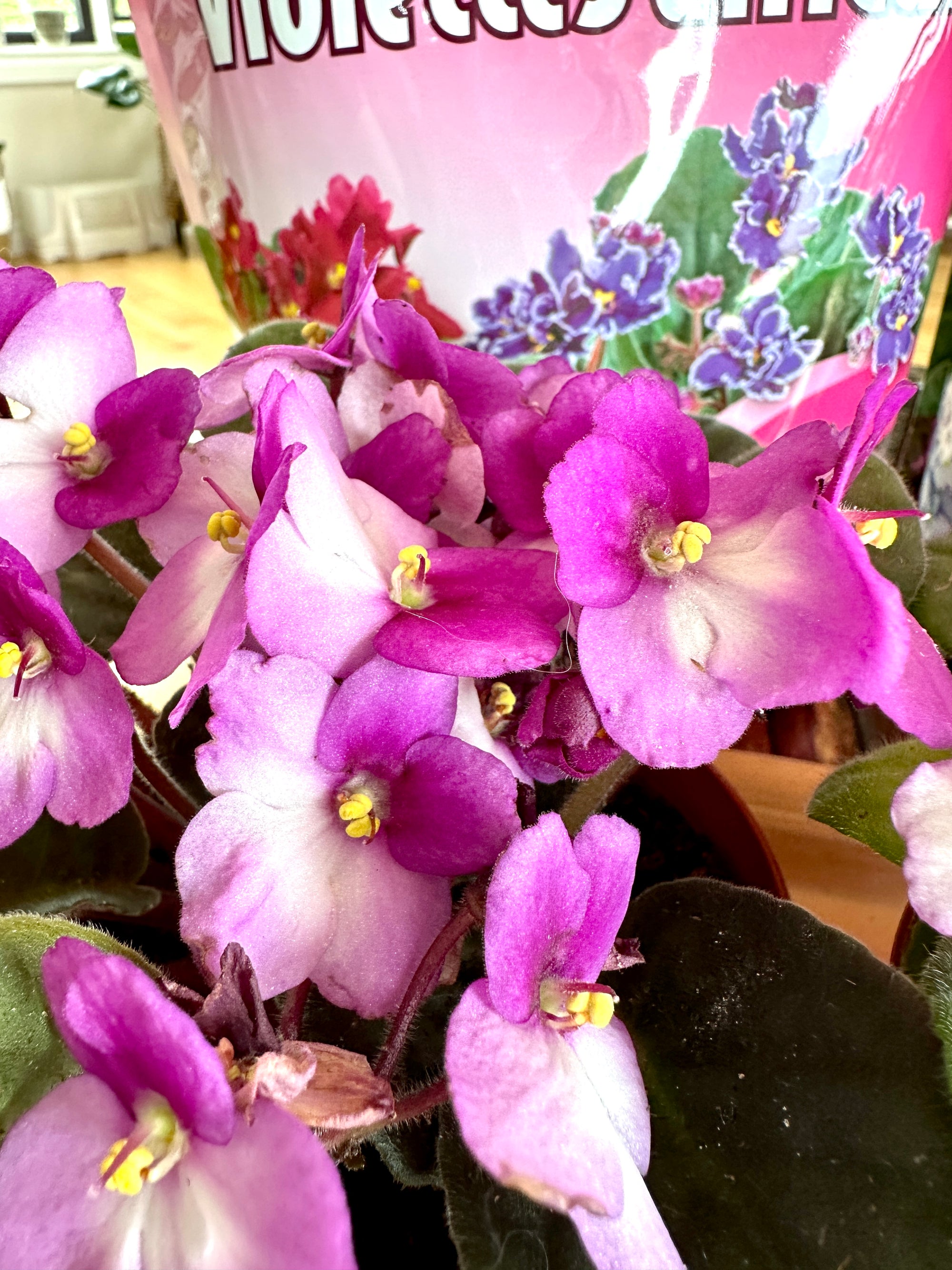 Violette Africaine Violet 4"