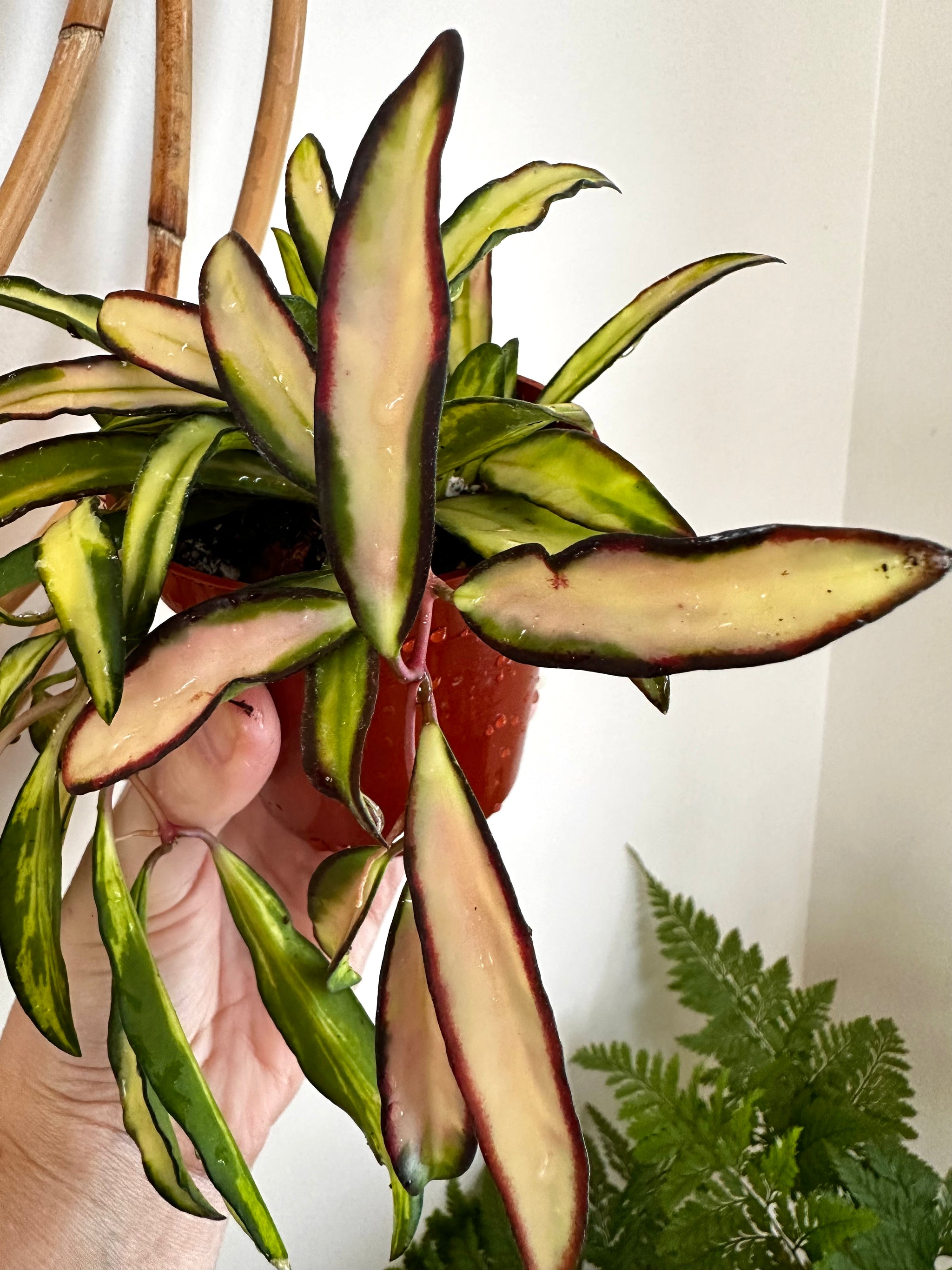 Hoya wayetii f. tricolore