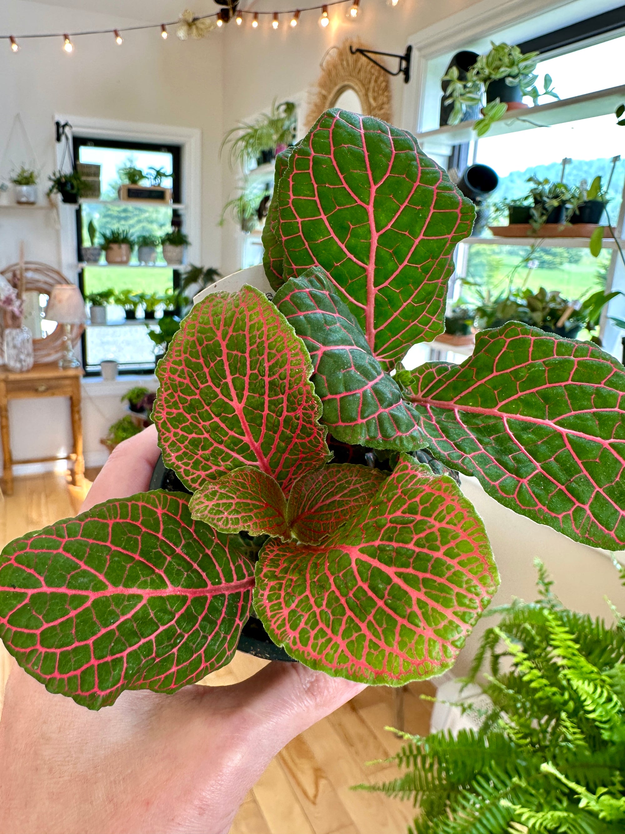 Fittonia Argyroneura