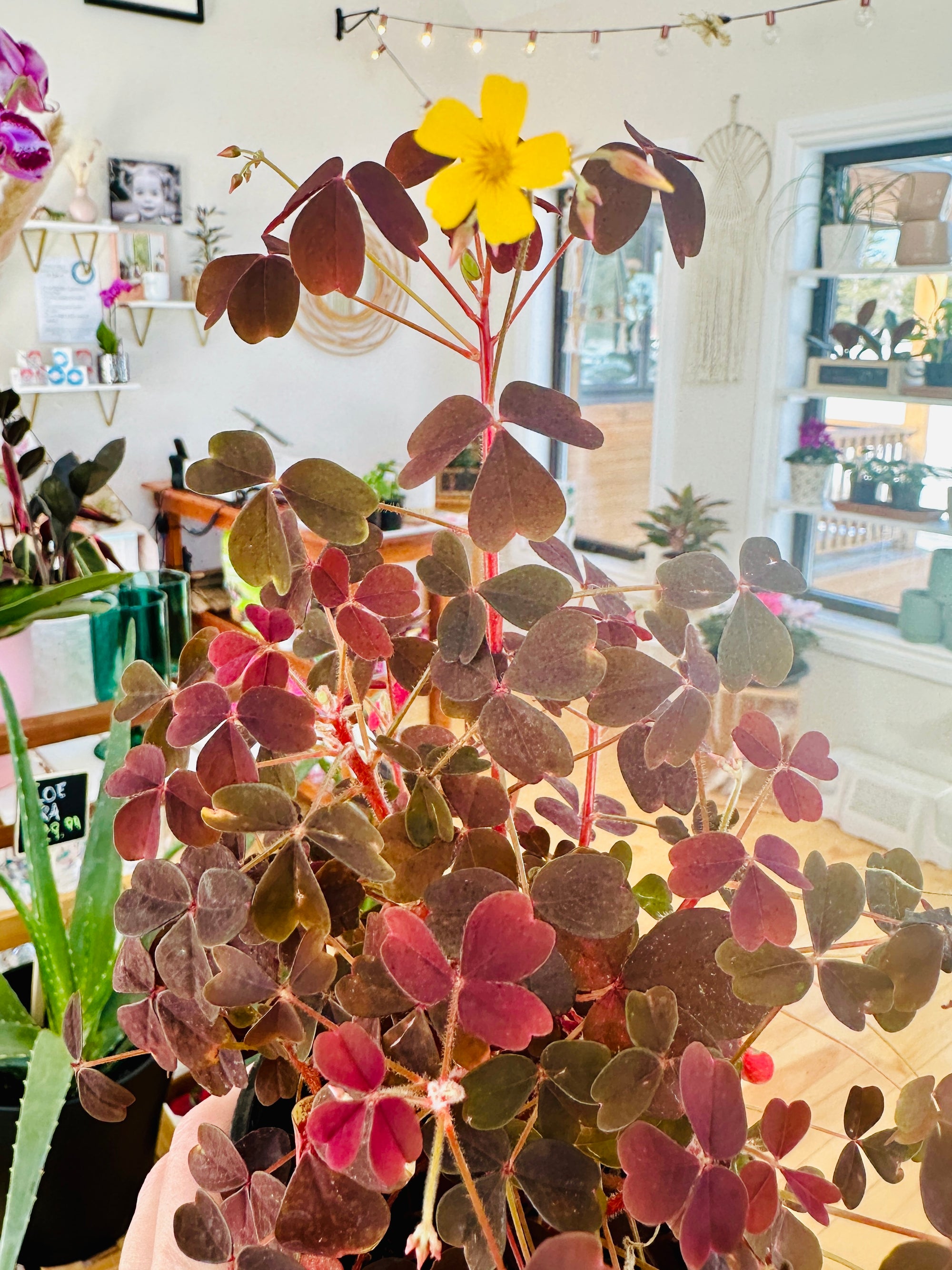 Oxalis articulata