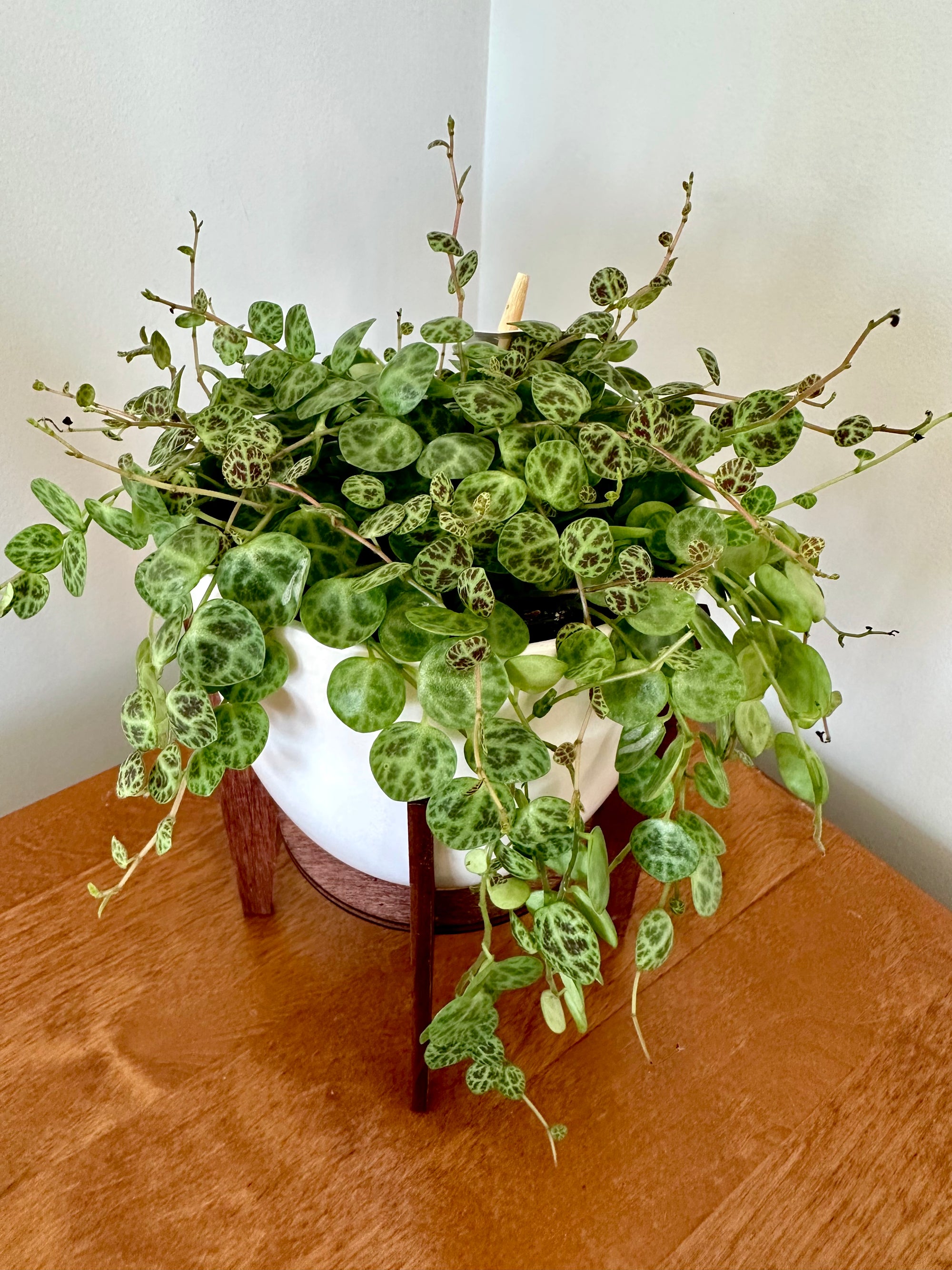 Peperomia Prostrata 'Chain of Turtles'