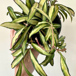Hoya wayetii f. tricolore