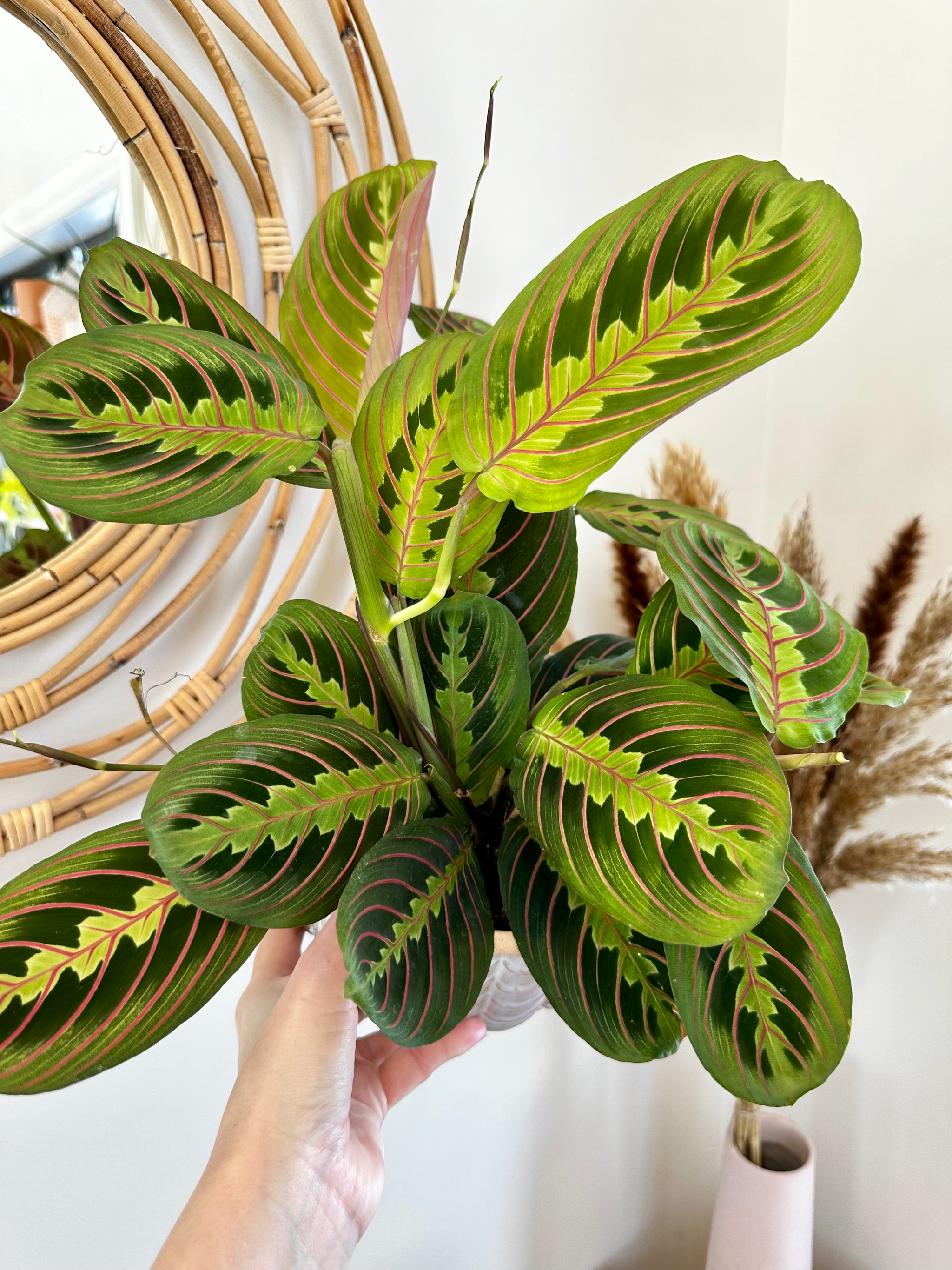 Maranta leuconeura var erythroneura 'red'