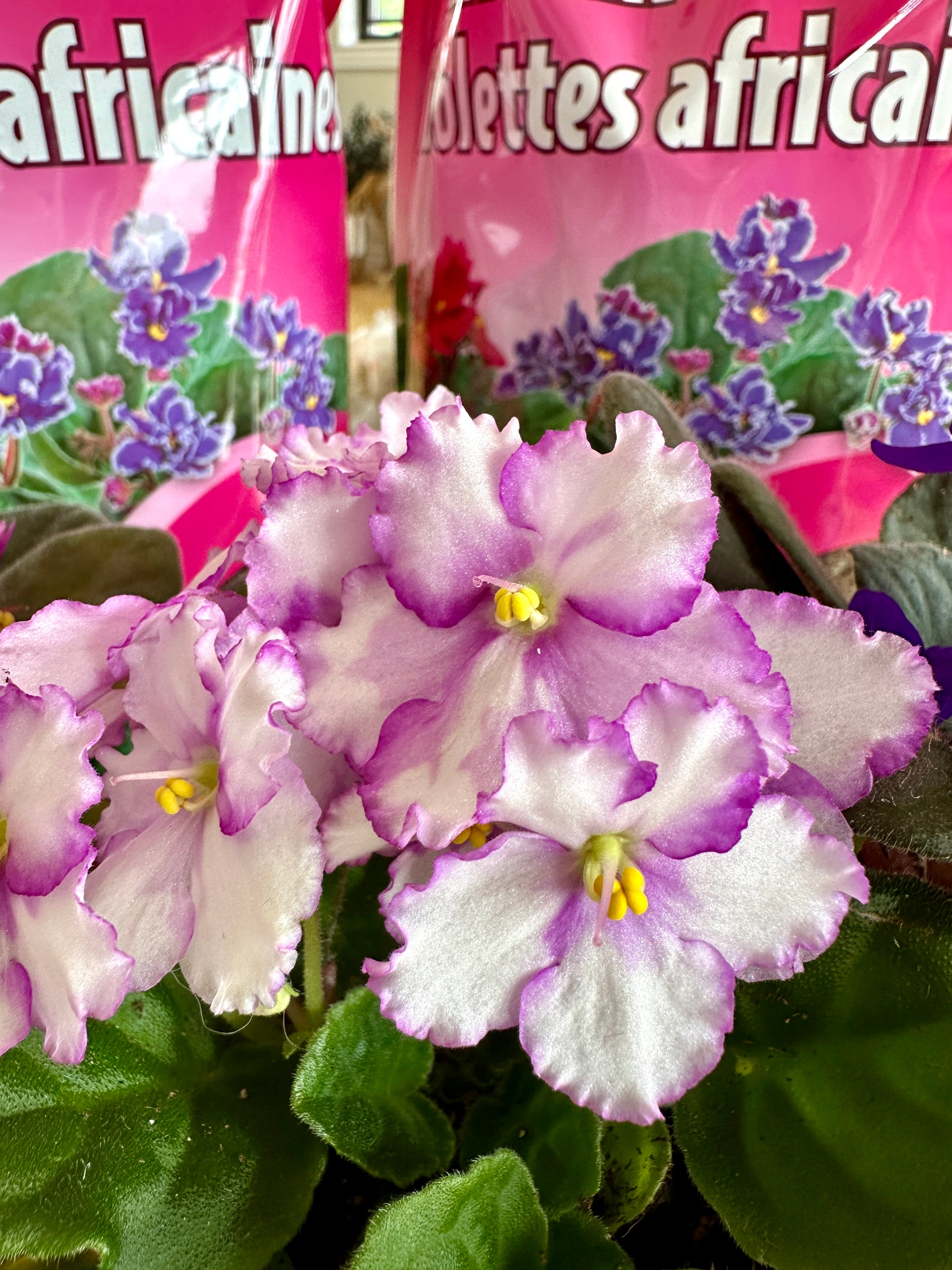 Violette Africaine Violet 4"