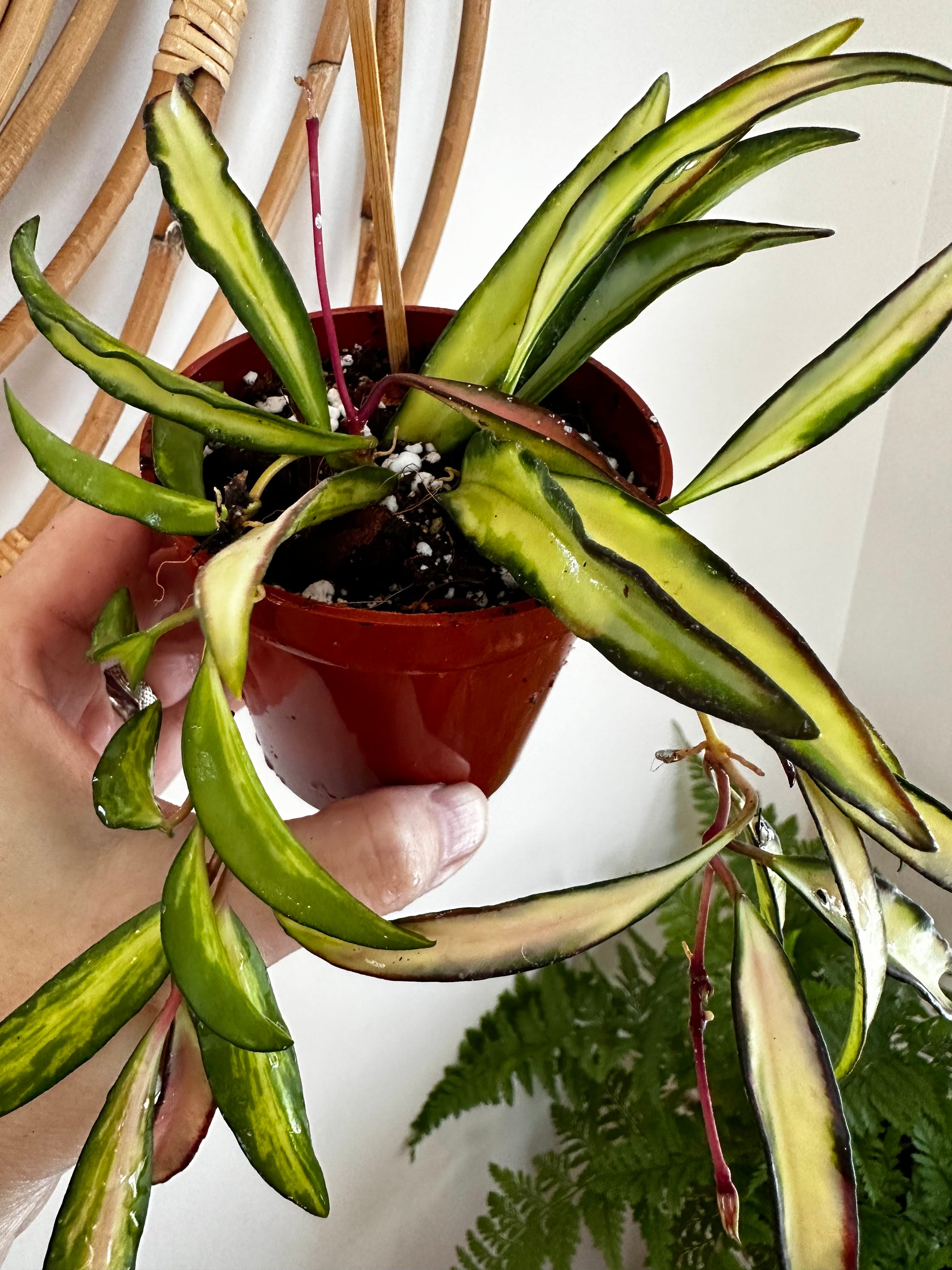 Hoya wayetii f. tricolore