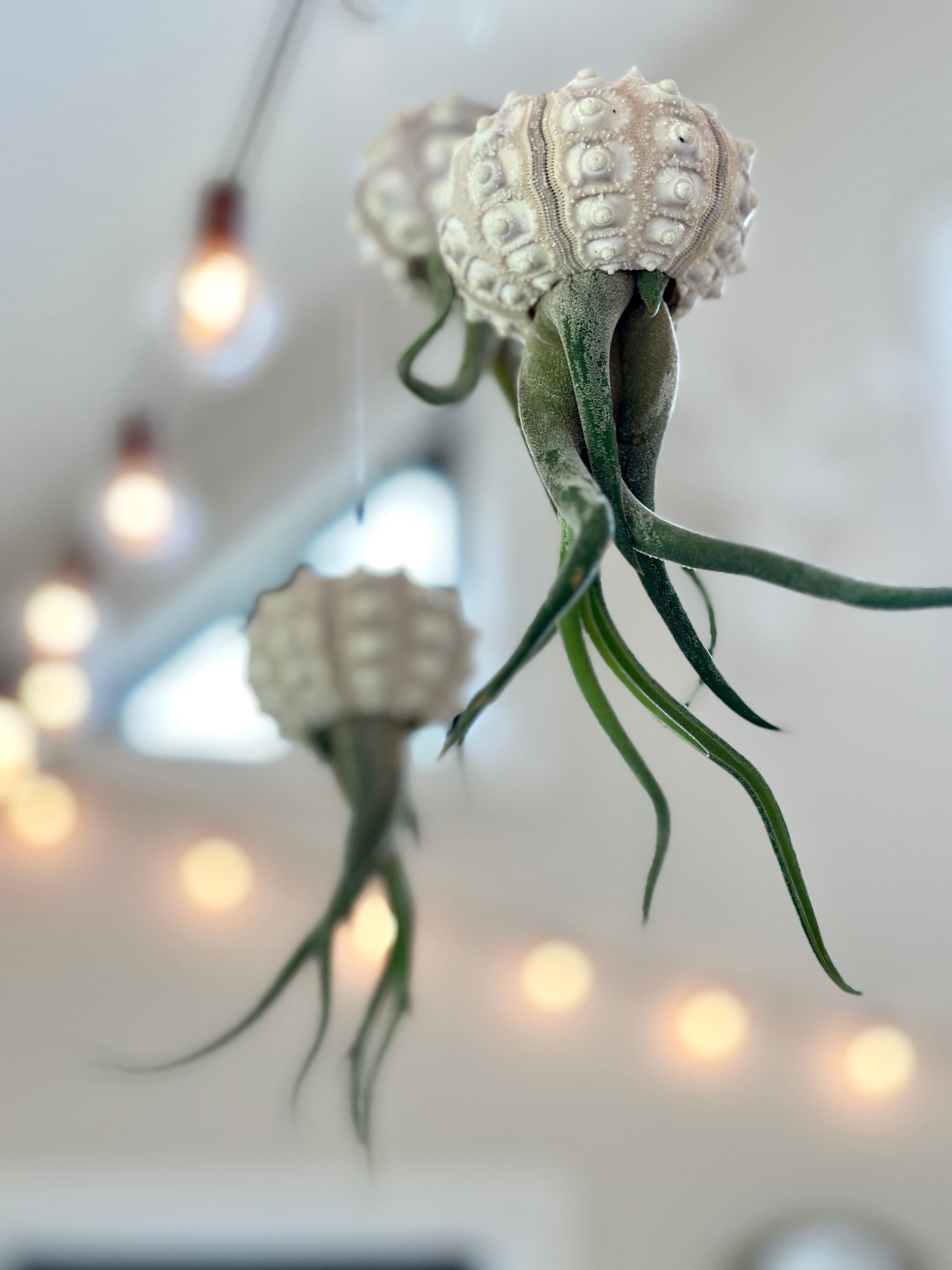 Tillandsia jellyfish