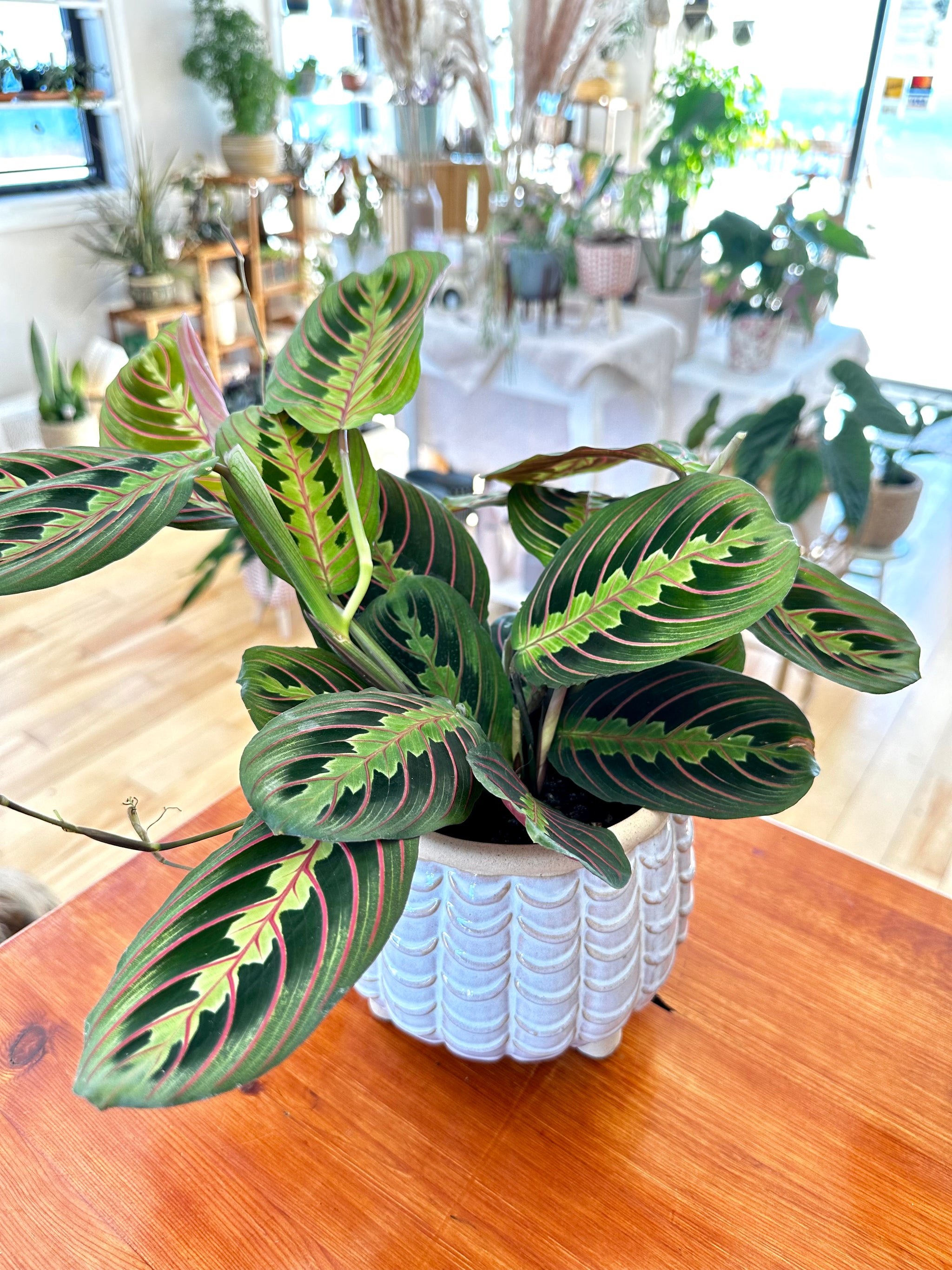 Maranta leuconeura var erythroneura 'red'