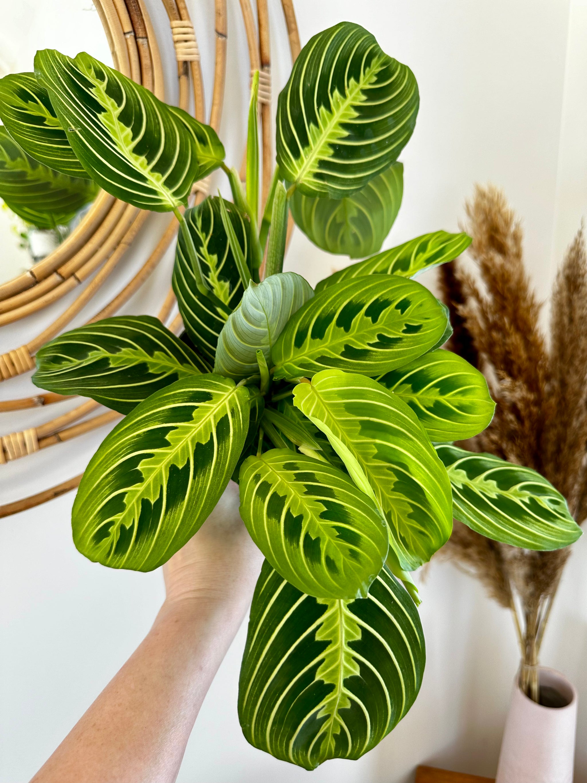 Maranta Leuconeure 'Lemon Lime'