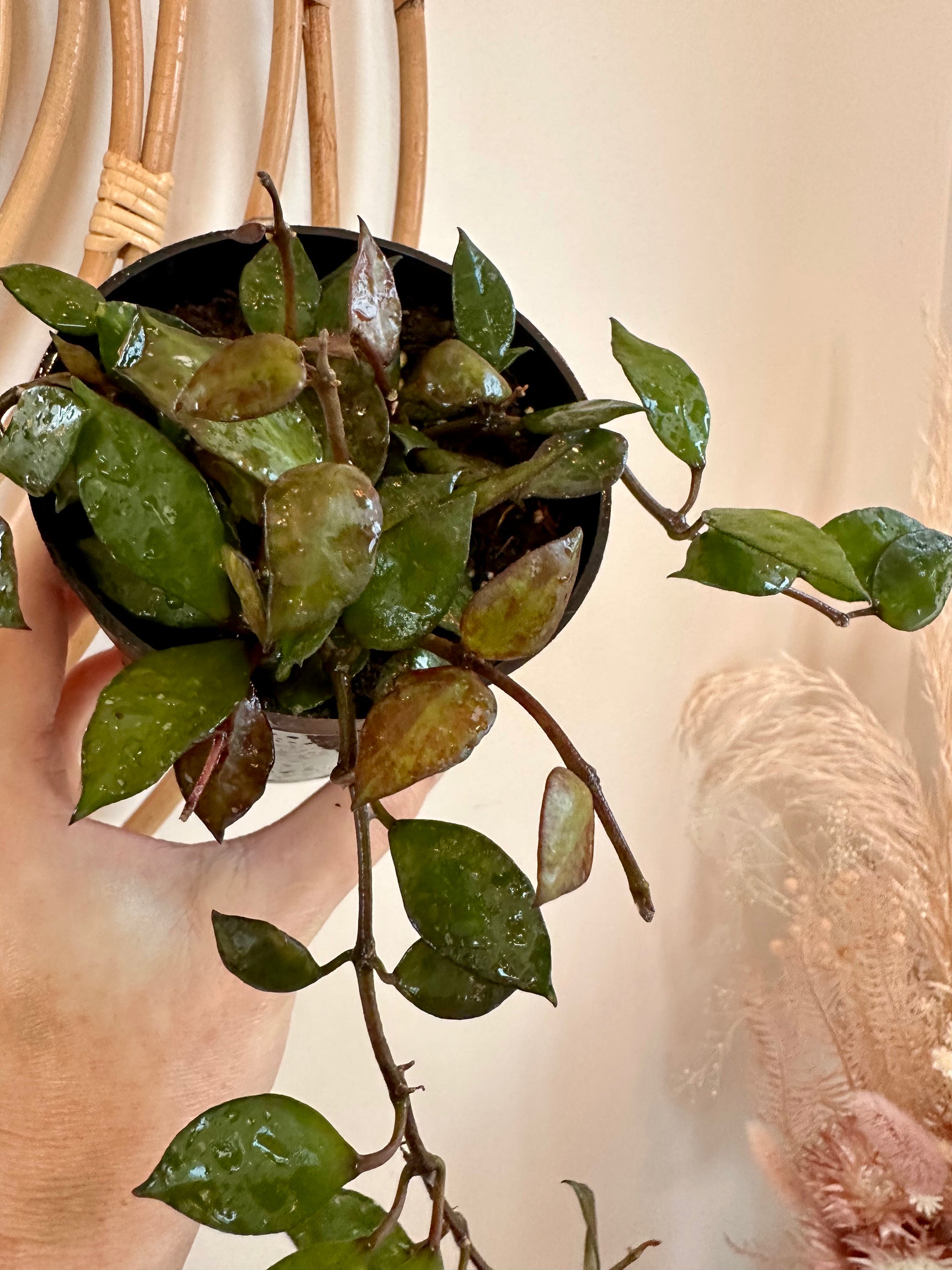 Hoya krohniana 'Black' – Rare wax plant