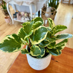 Peperomia Obtusifolia variegata