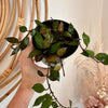 Hoya krohniana black