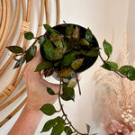 Hoya krohniana black