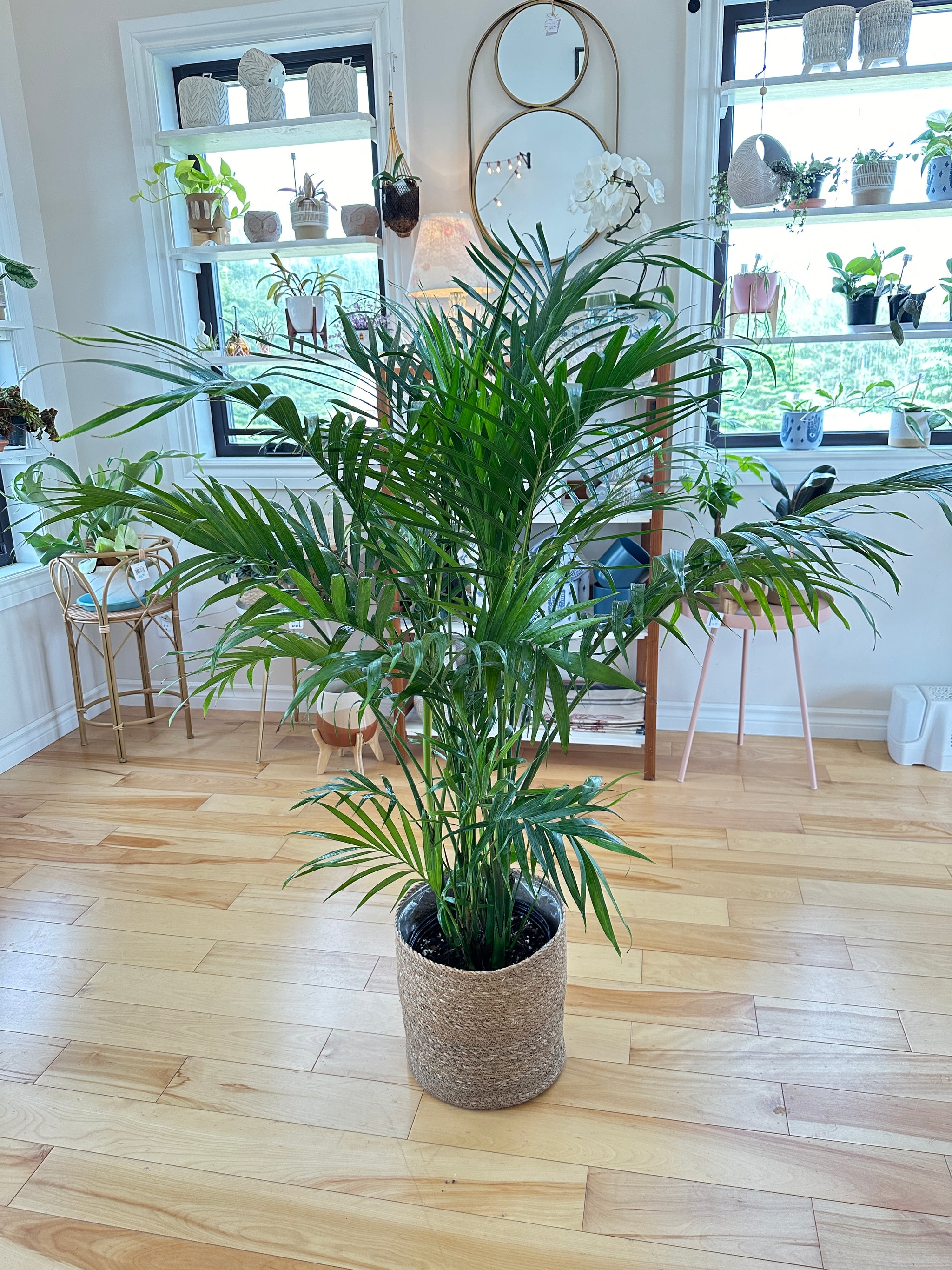 Chamaedorea elegans