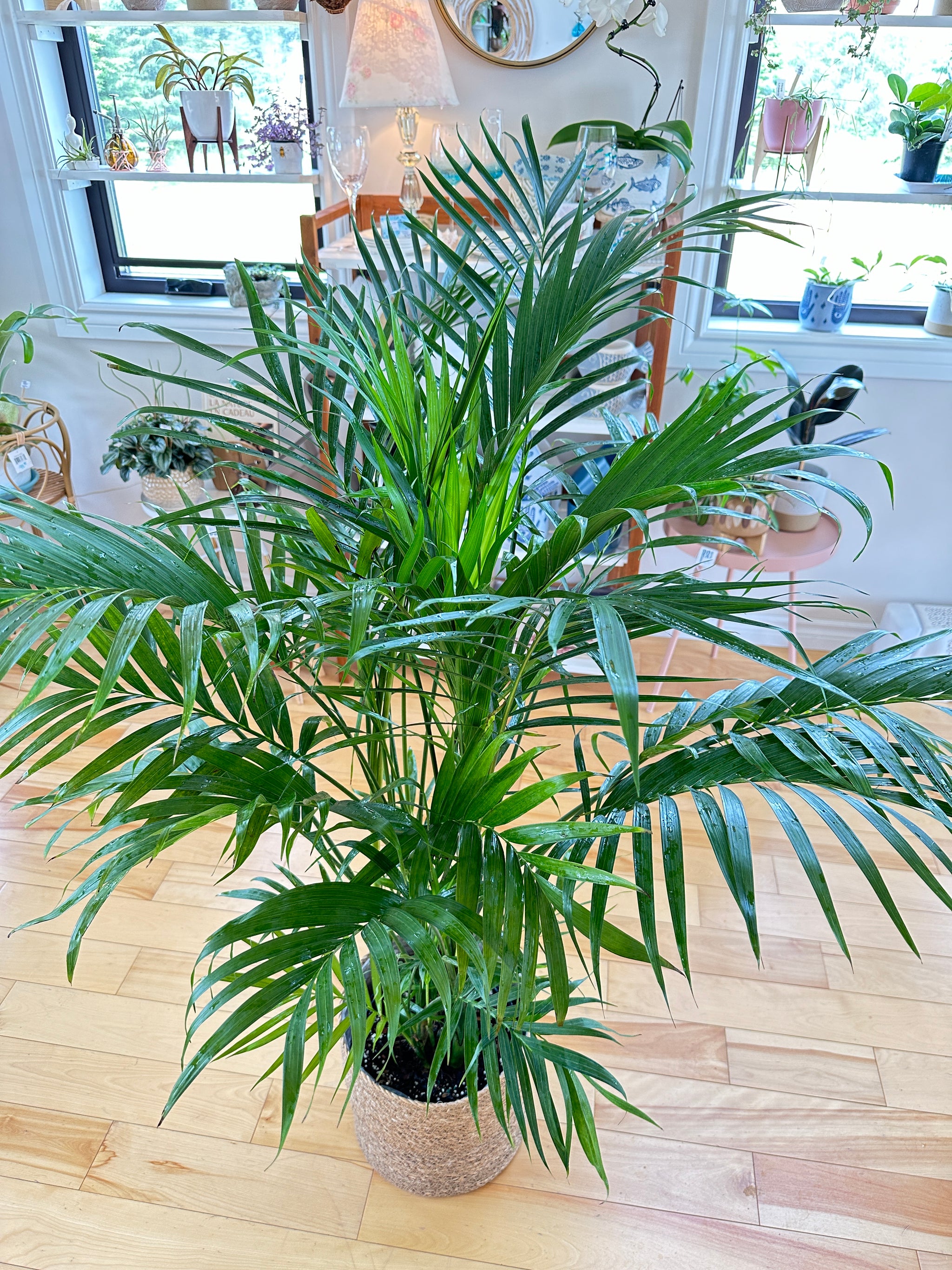 Chamaedorea elegans