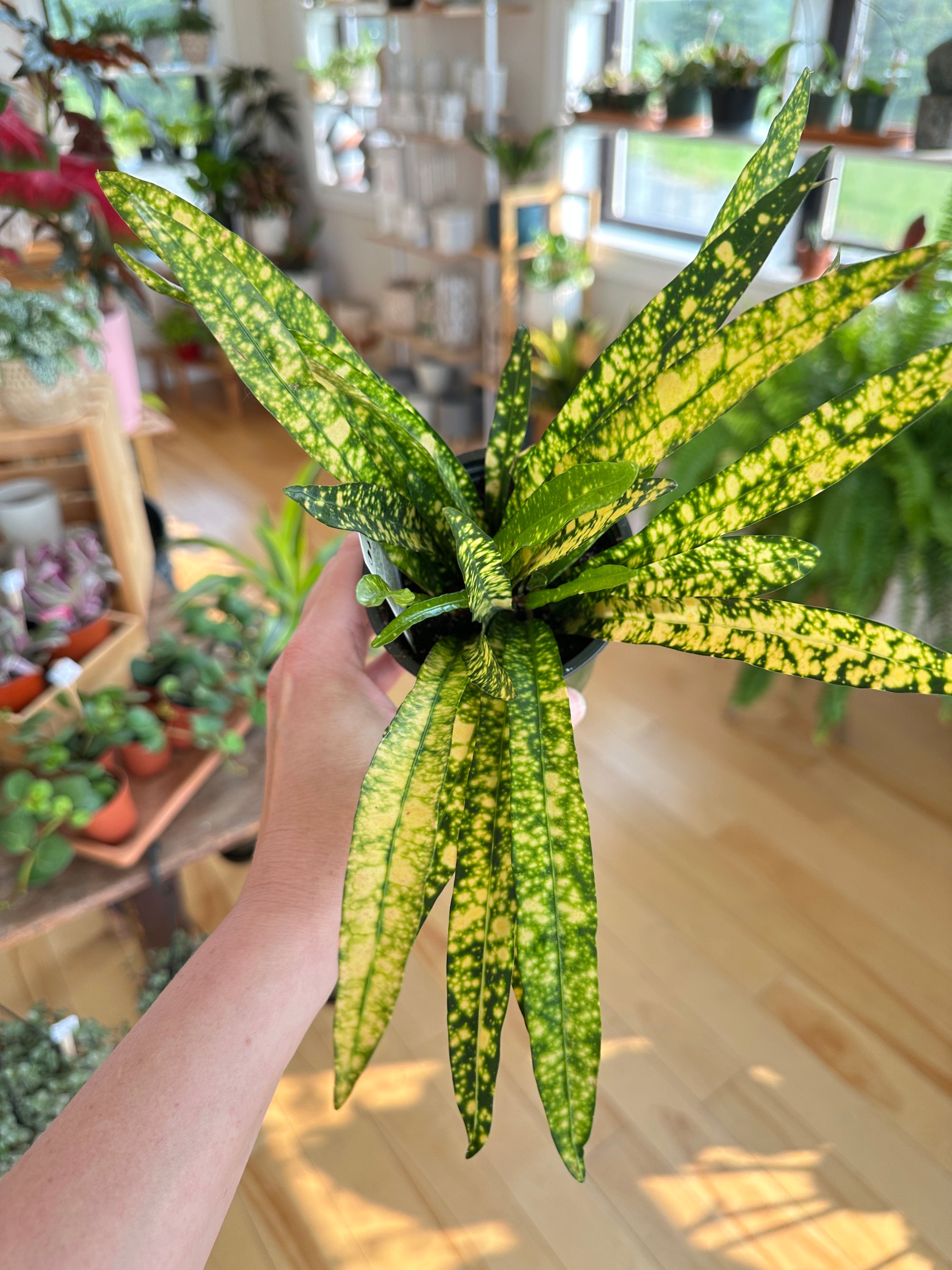 Croton 'Gold Star'