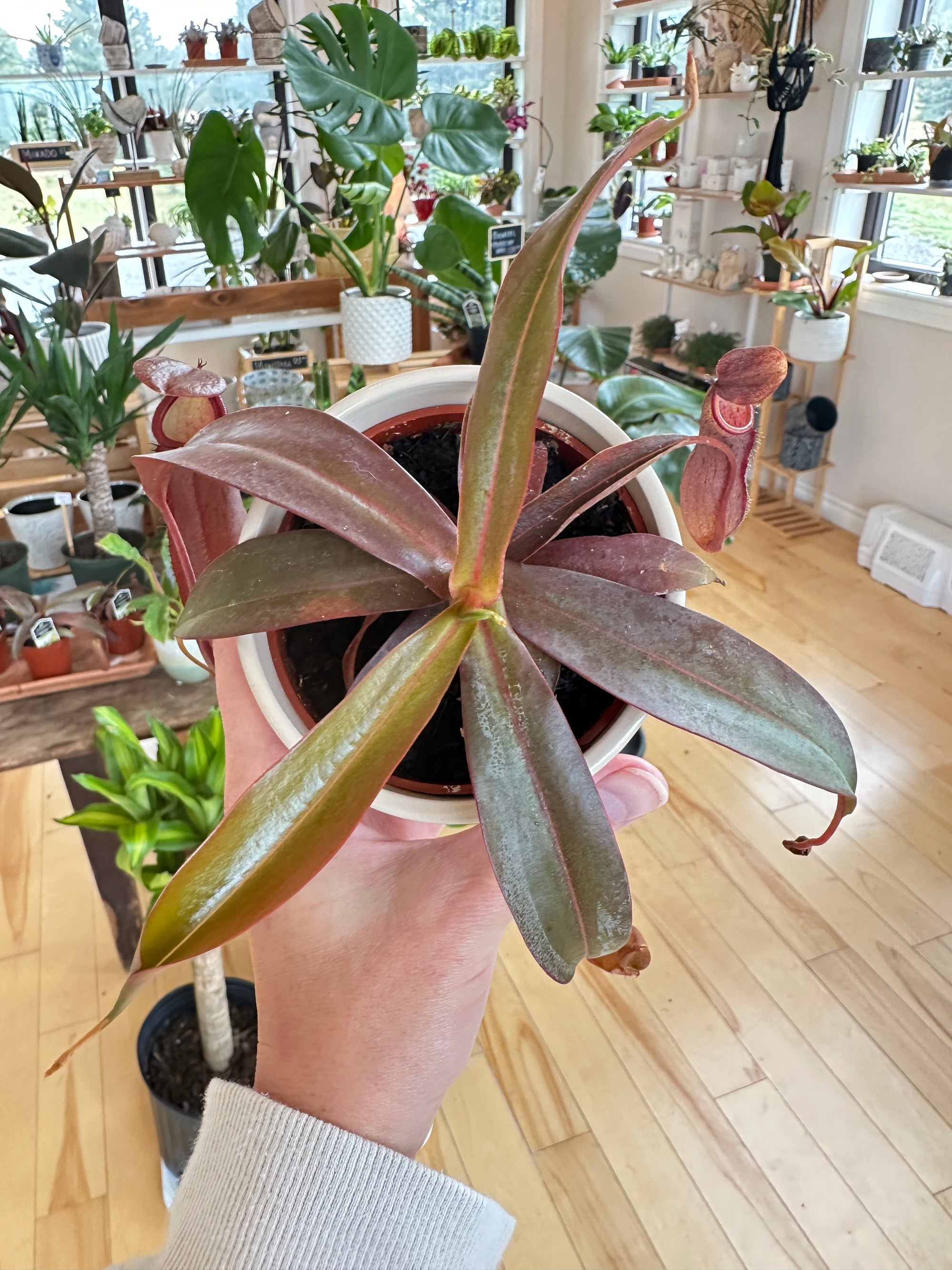 Nepenthes sanguinea