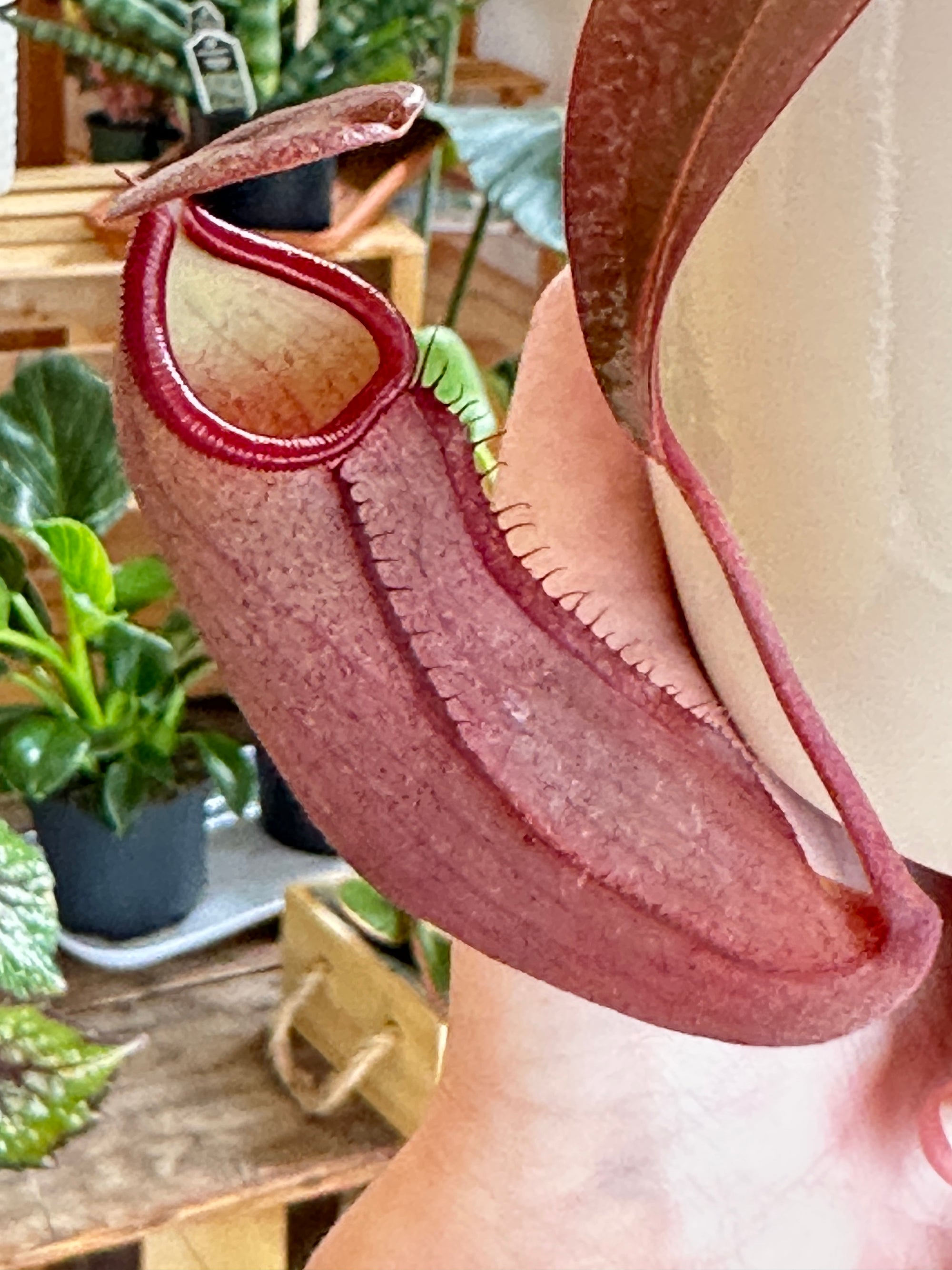 Nepenthes sanguinea