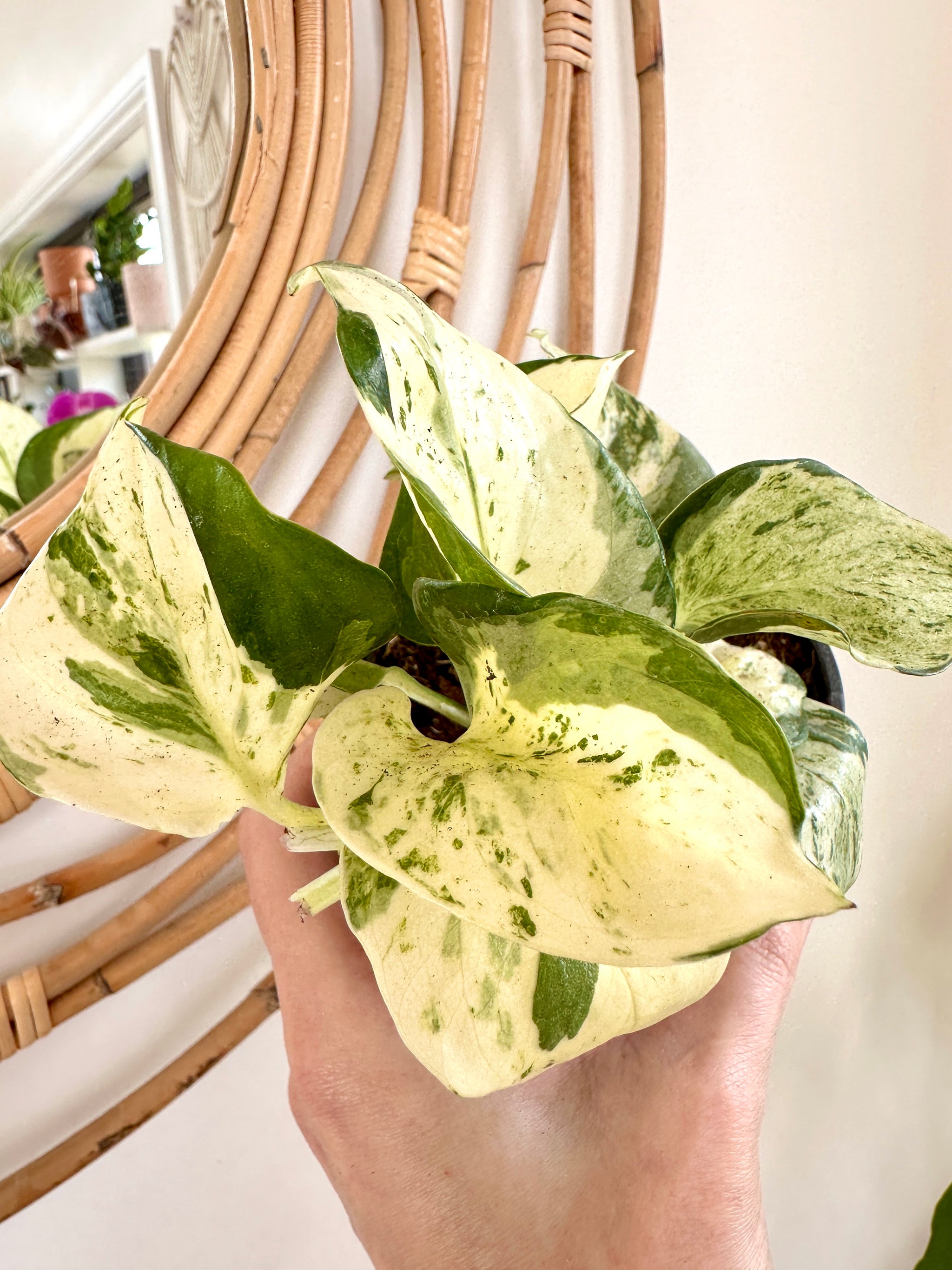 Epipremnum aureum 'Manjula' 4"