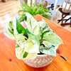 Epipremnum aureum 'Manjula' 4"