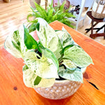 Epipremnum aureum 'Manjula' 4"