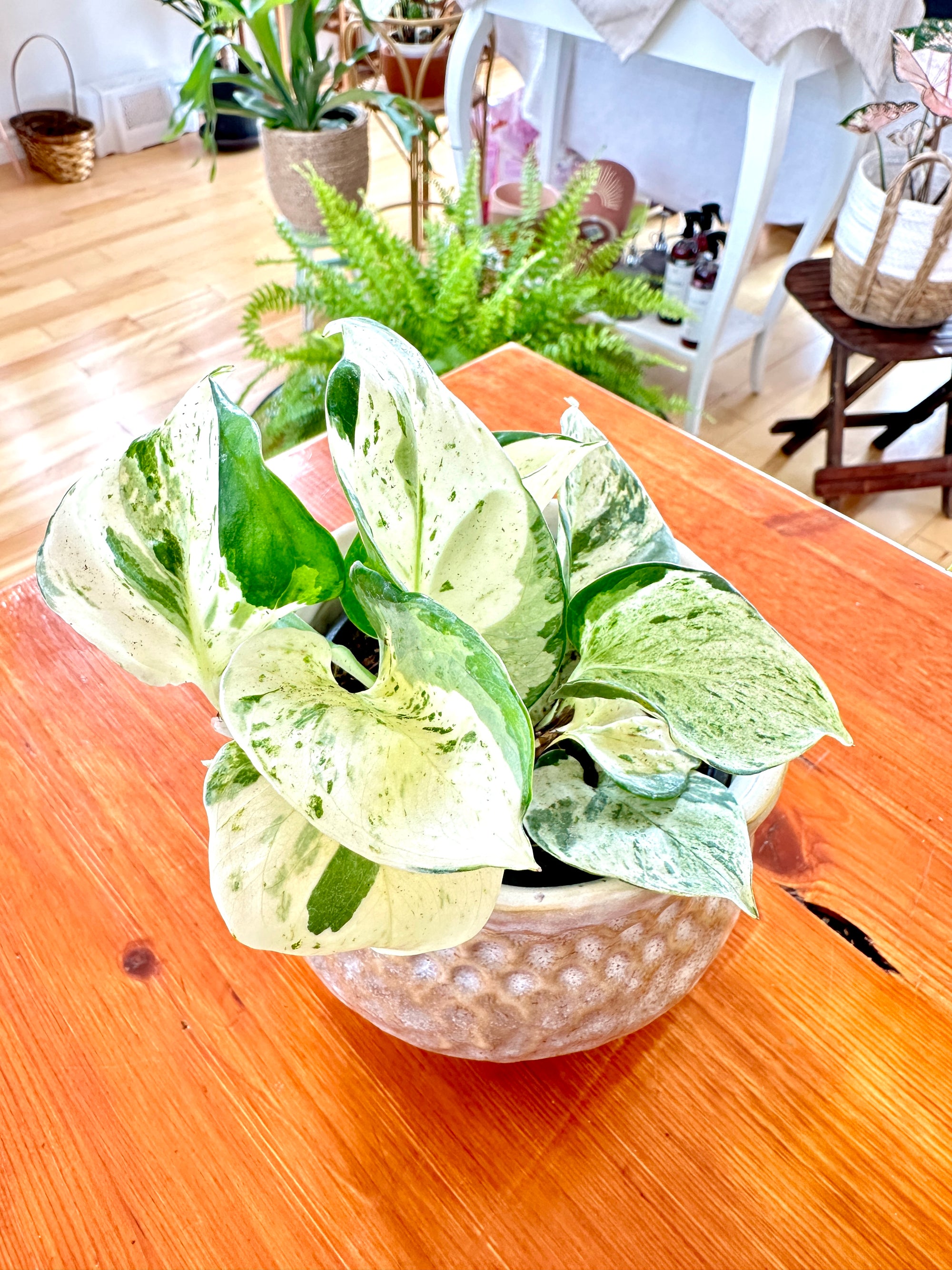 Epipremnum aureum 'Manjula' 4"