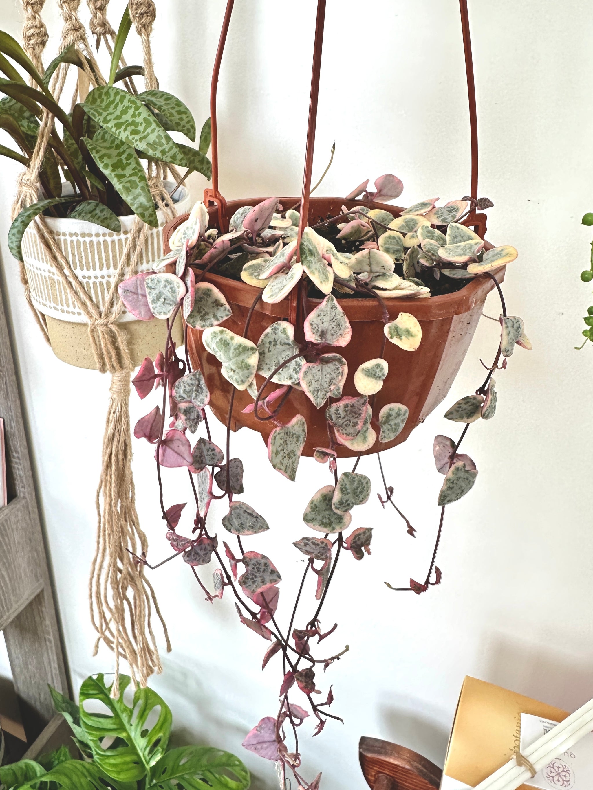 Ceropegia woodii f. variegata